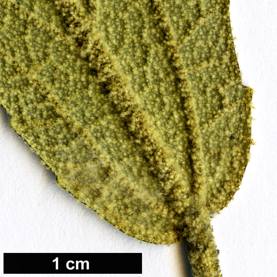 High resolution image: Family: Malvaceae - Genus: Asterotrichion - Taxon: discolor