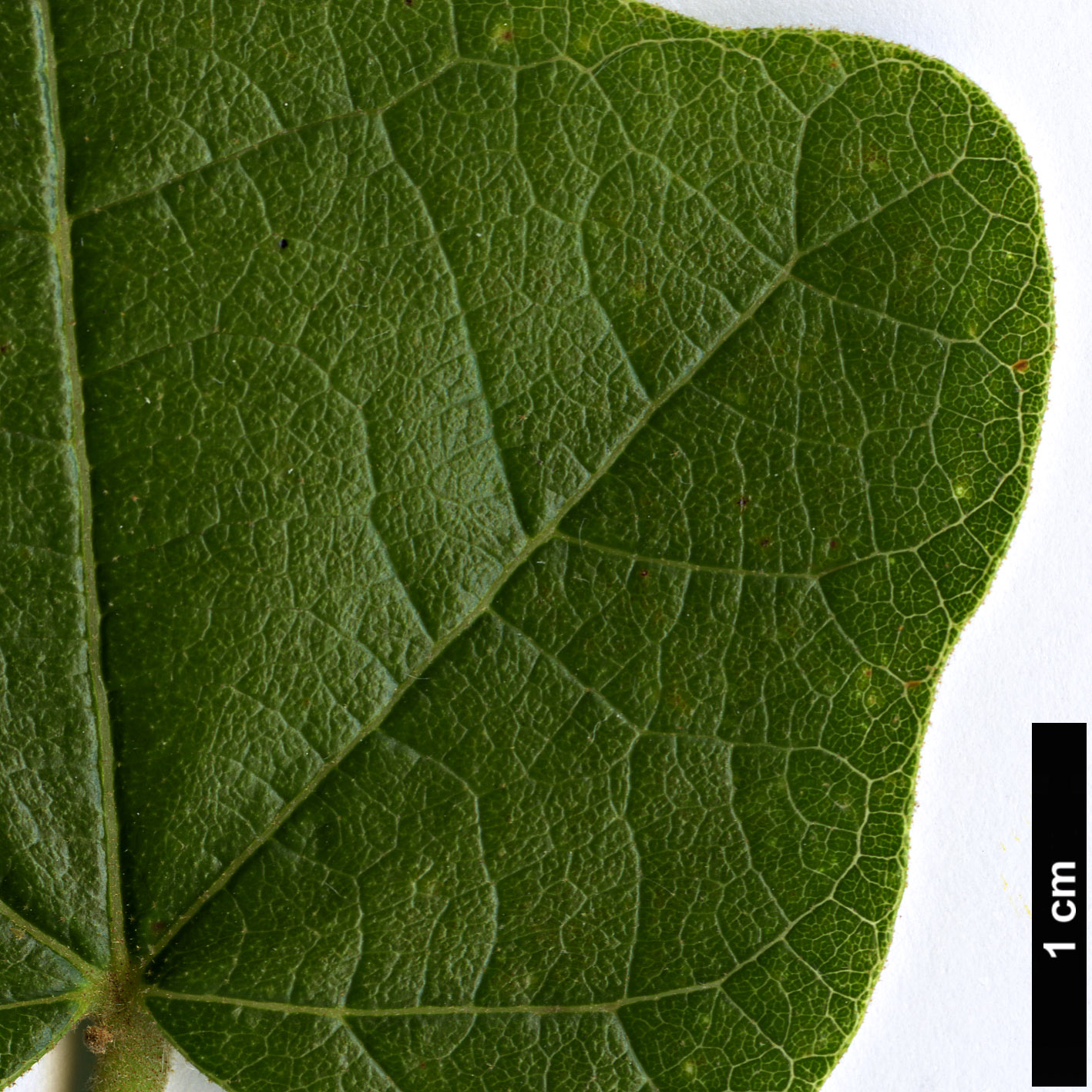 High resolution image: Family: Malvaceae - Genus: Brachychiton - Taxon: bidwillii