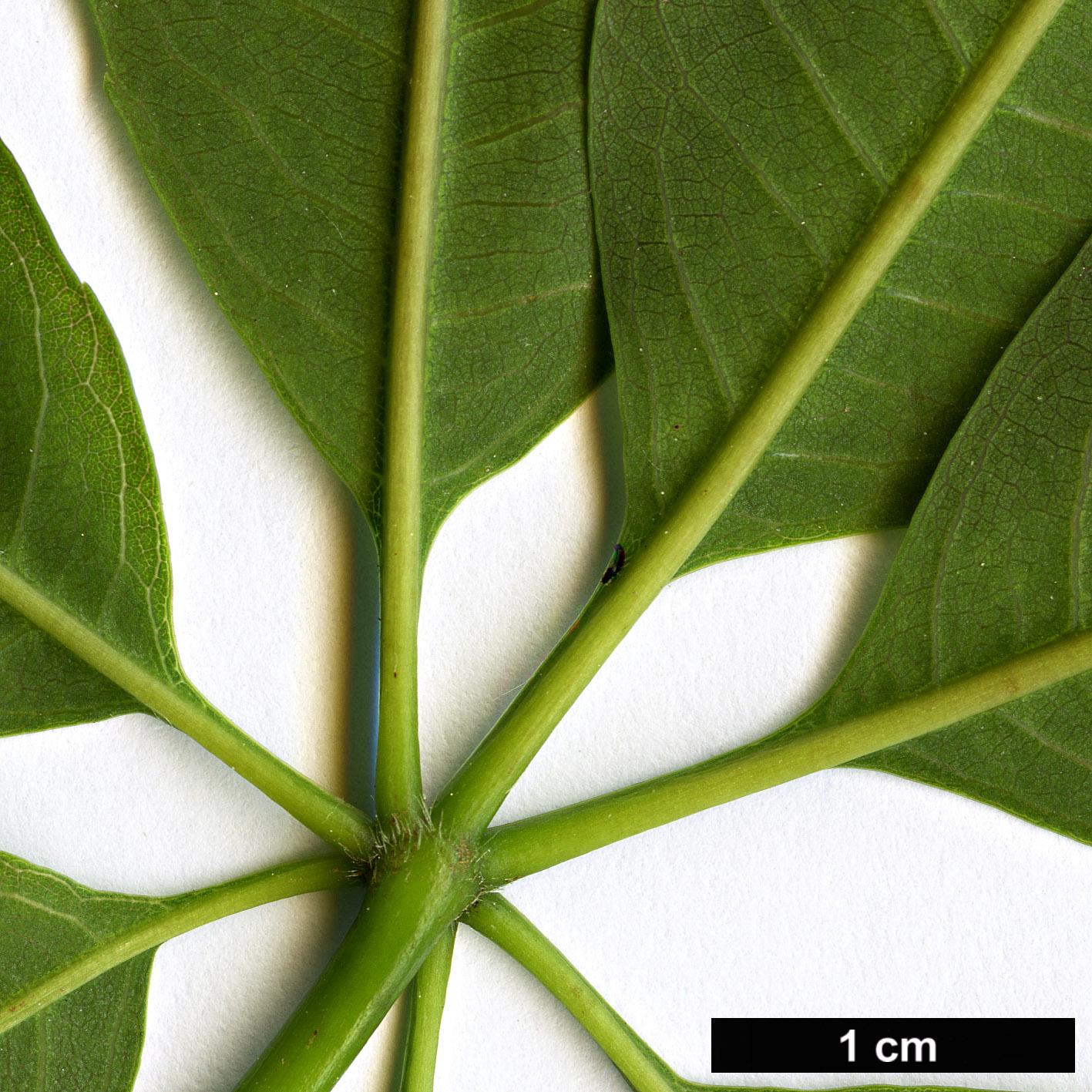 High resolution image: Family: Malvaceae - Genus: Ceiba - Taxon: insignis