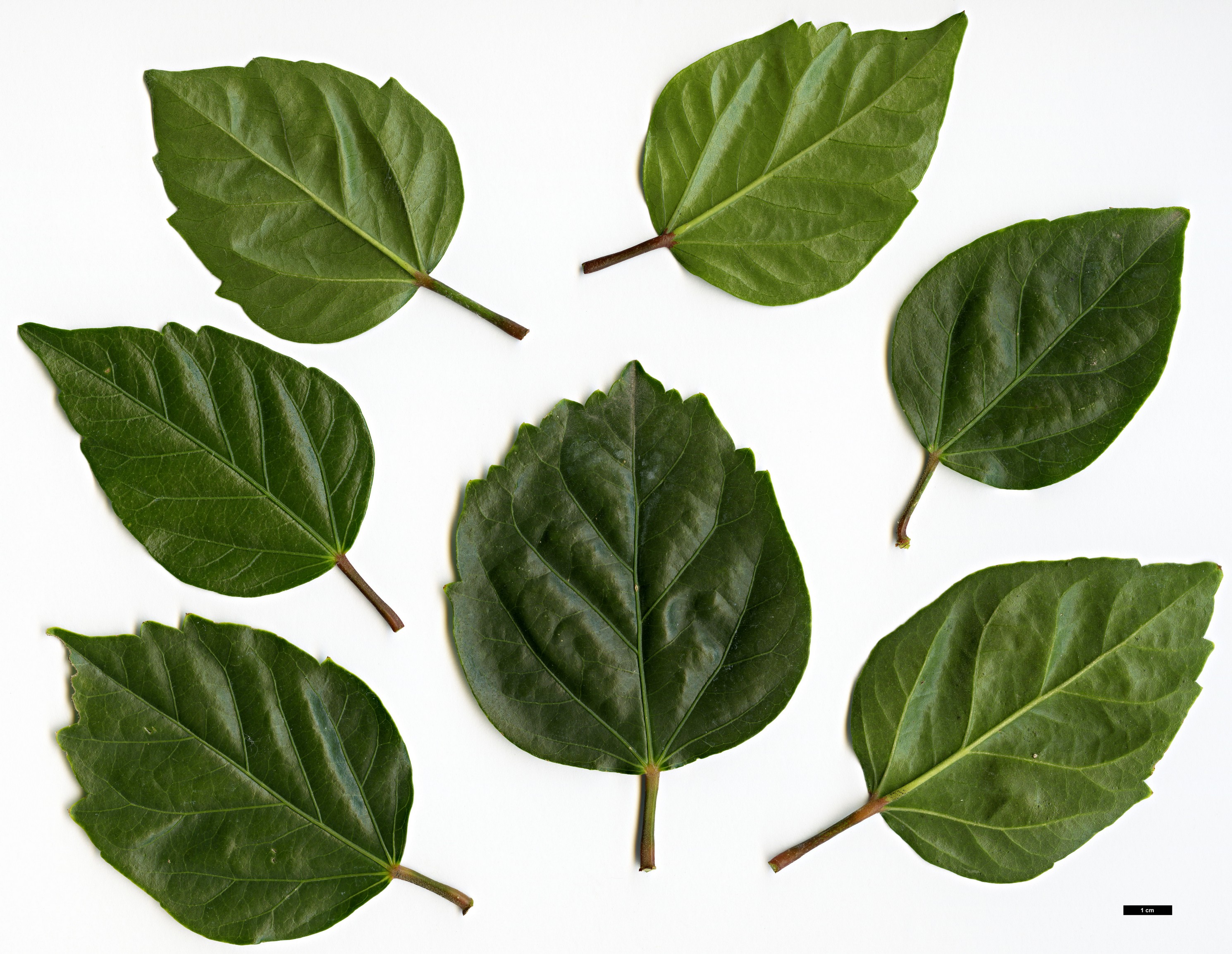 High resolution image: Family: Malvaceae - Genus: Hibiscus - Taxon: rosa-sinensis