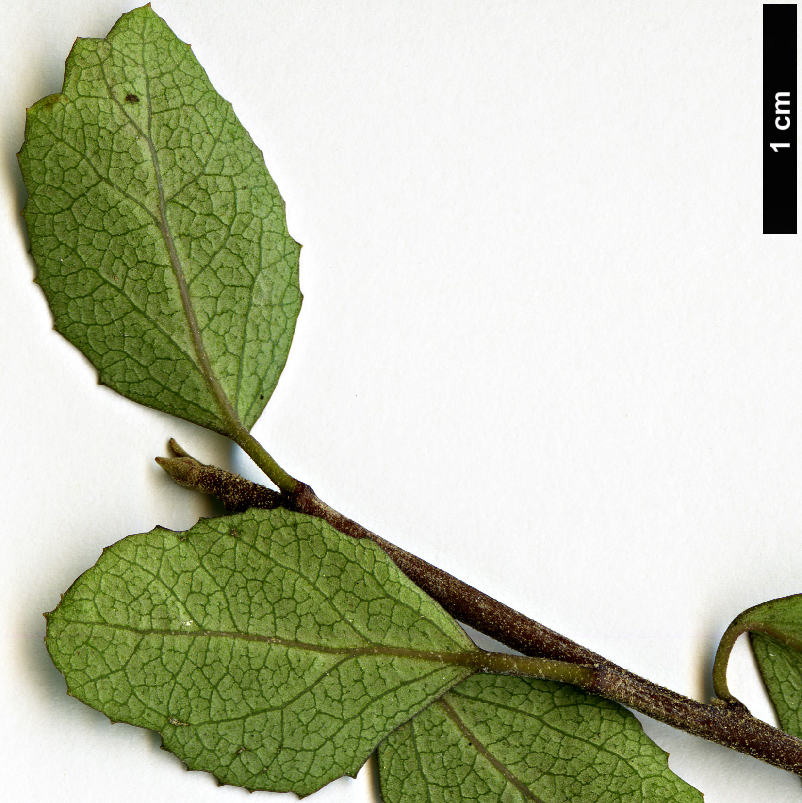 High resolution image: Family: Malvaceae - Genus: Hoheria - Taxon: angustifolia High resolution image: Family: Malvaceae - Genus: Hoheria - Taxon: angustifolia