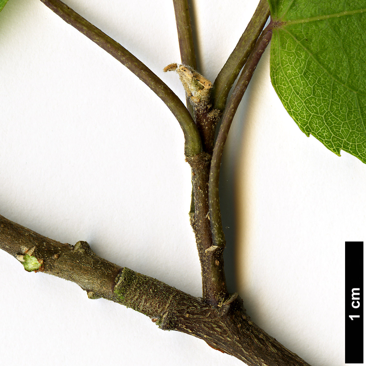 High resolution image: Family: Malvaceae - Genus: Hoheria - Taxon: lyalii High resolution image: Family: Malvaceae - Genus: Hoheria - Taxon: lyalii