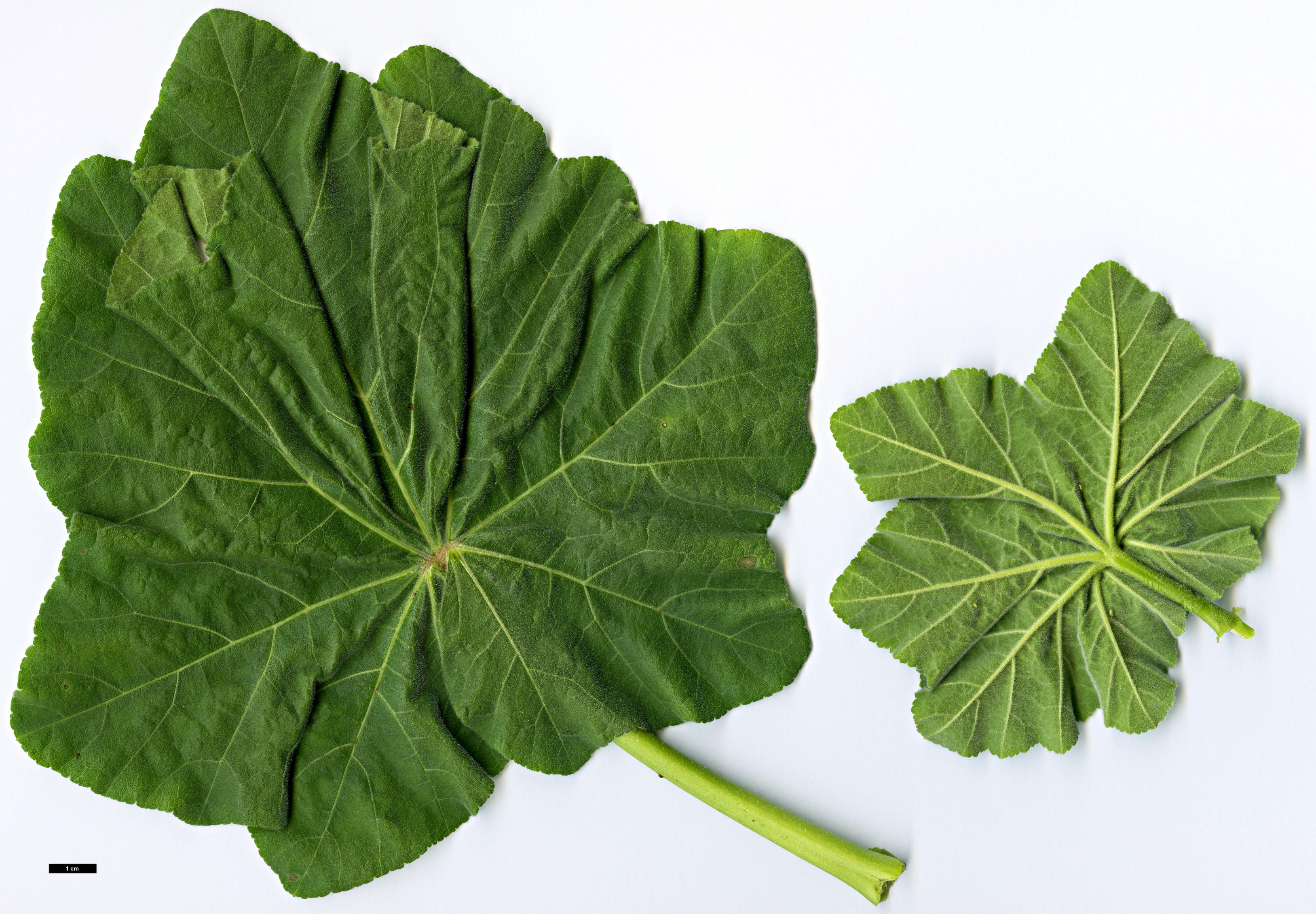 High resolution image: Family: Malvaceae - Genus: Malva - Taxon: arborea