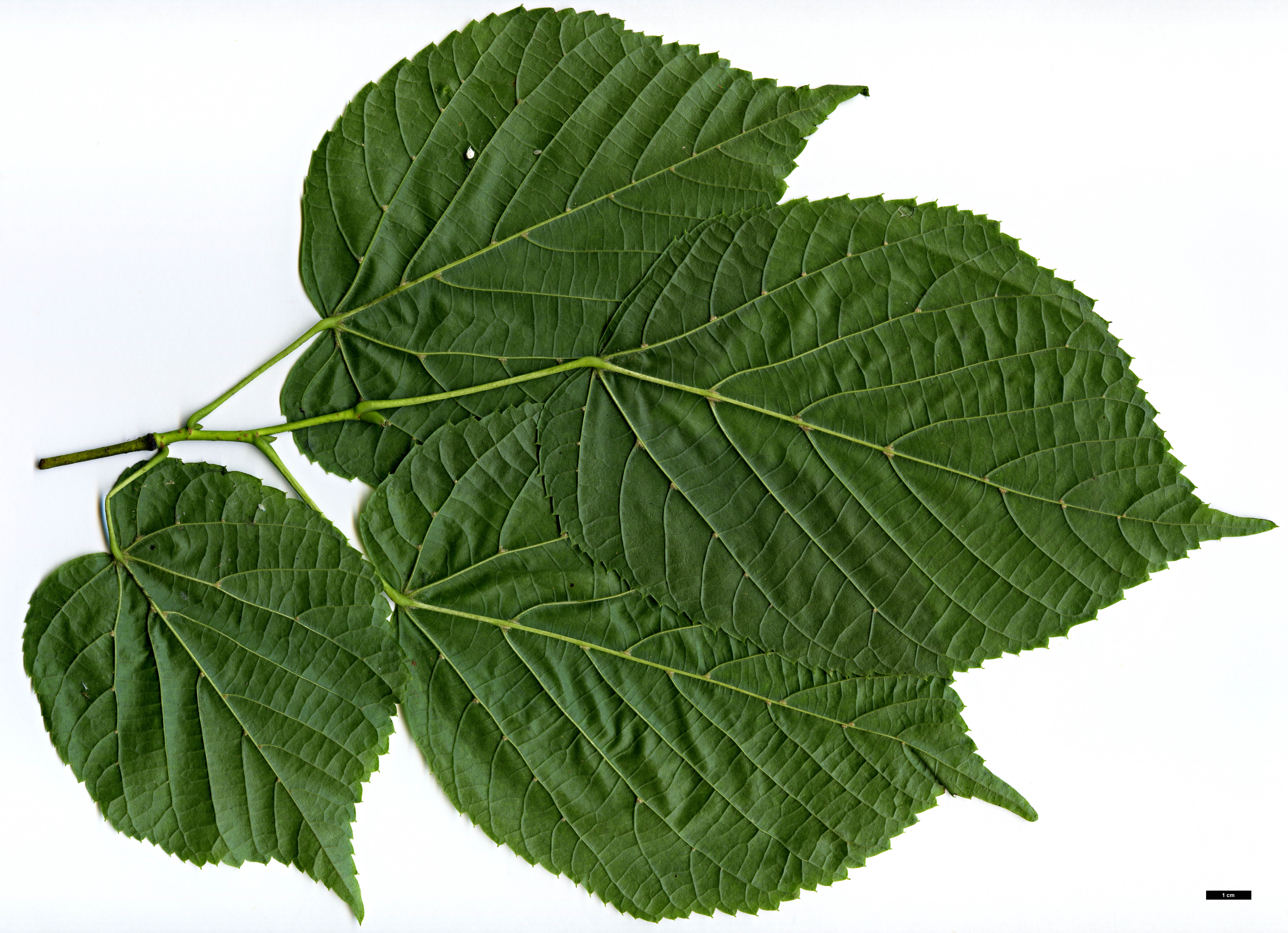 High resolution image: Family: Malvaceae - Genus: Tilia - Taxon: americana