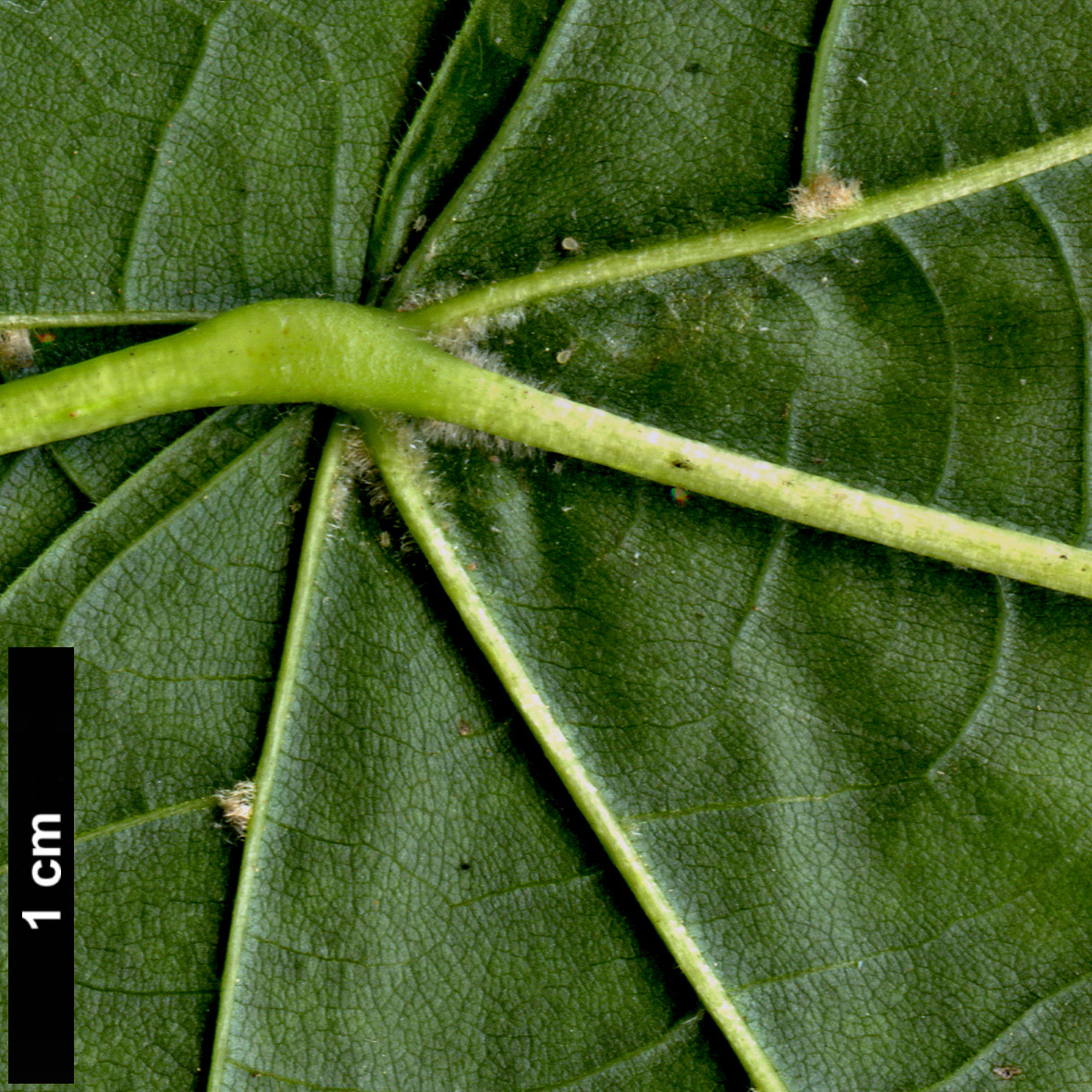 High resolution image: Family: Malvaceae - Genus: Tilia - Taxon: americana