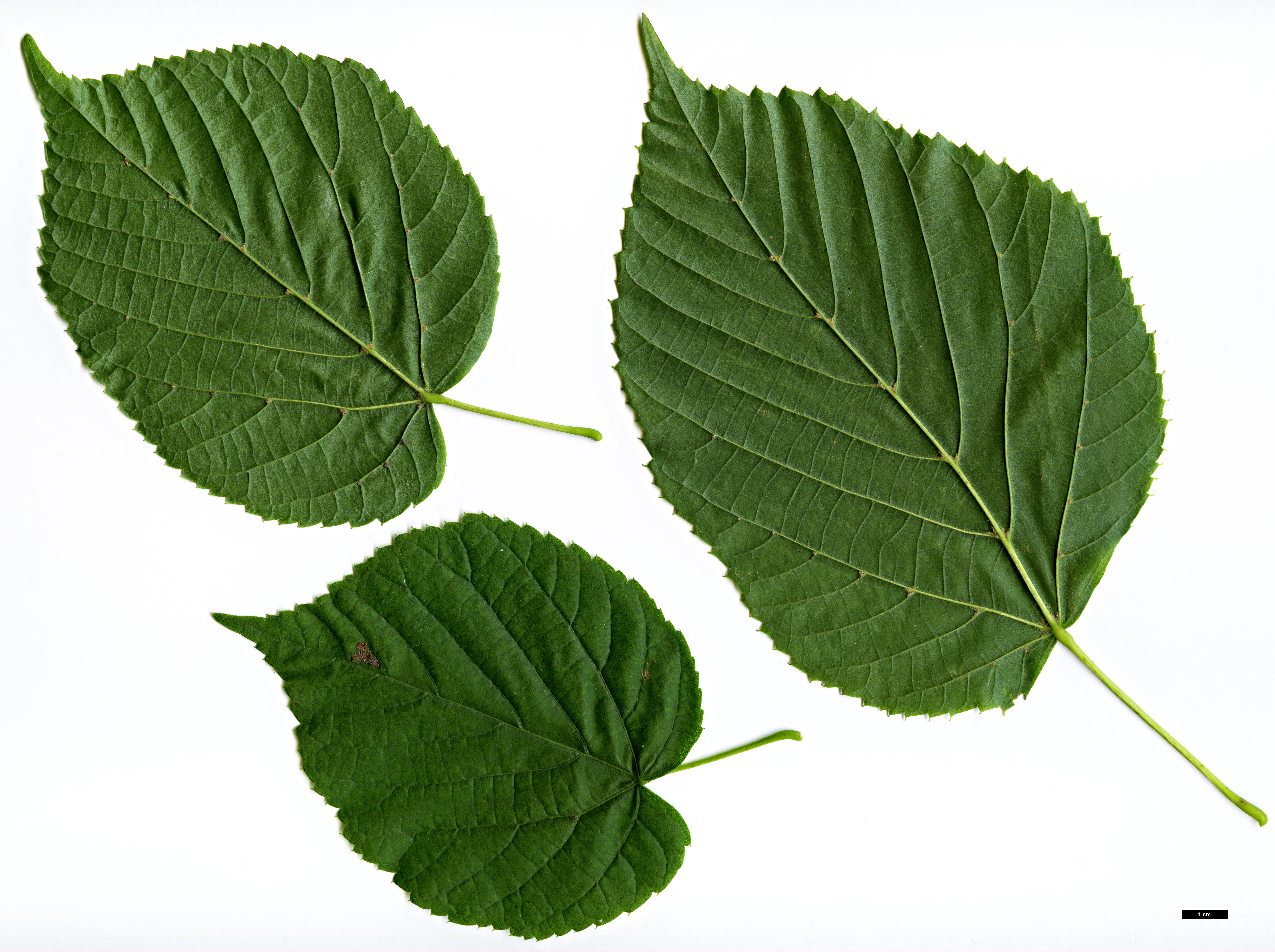 High resolution image: Family: Malvaceae - Genus: Tilia - Taxon: americana