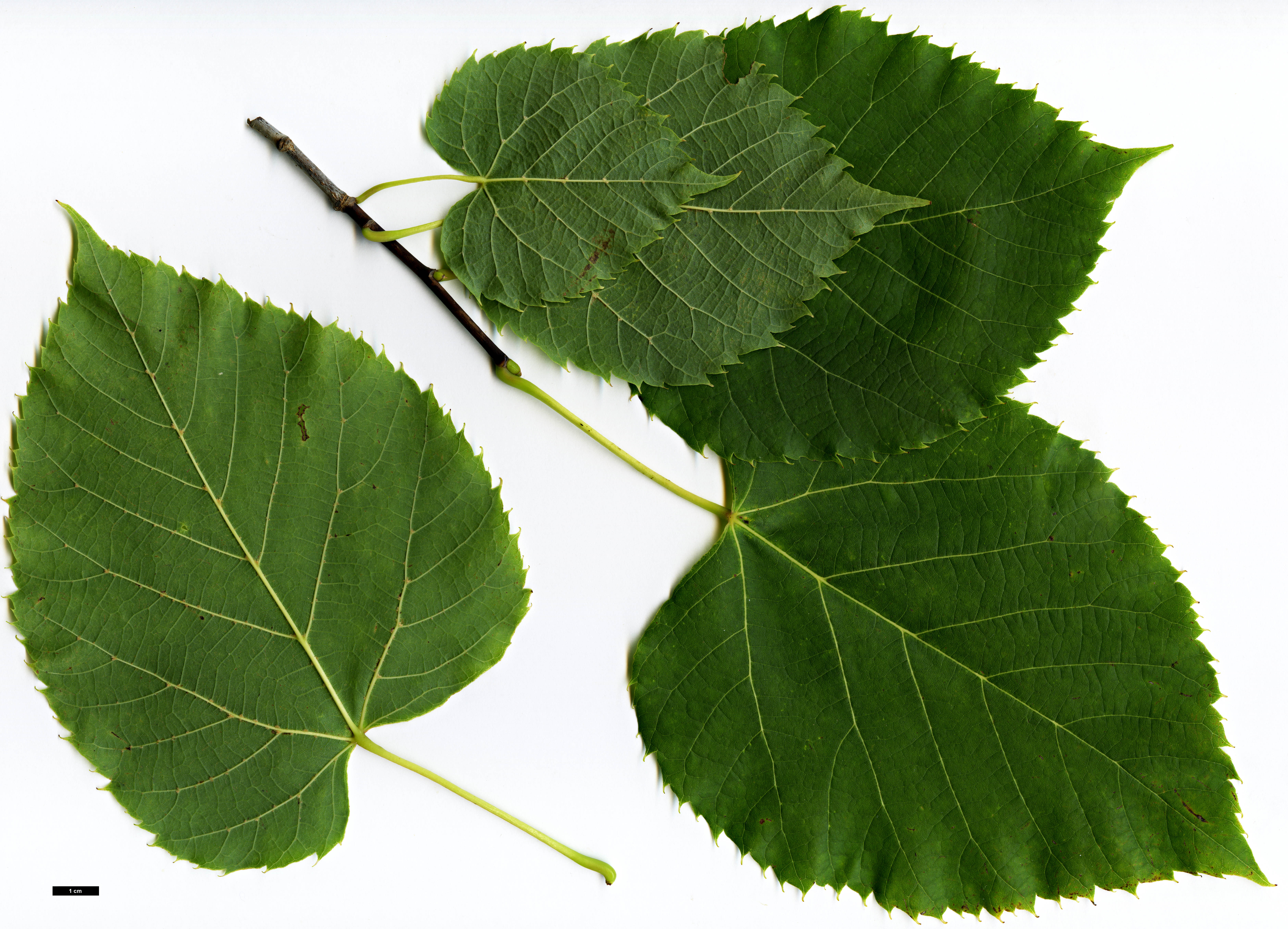 High resolution image: Family: Malvaceae - Genus: Tilia - Taxon: americana