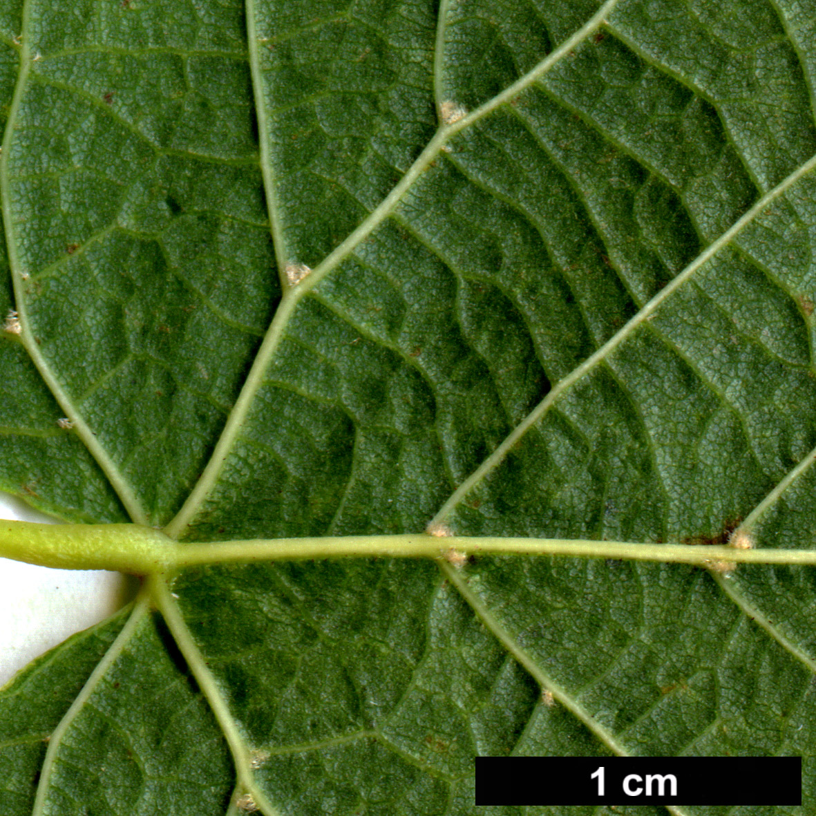 High resolution image: Family: Malvaceae - Genus: Tilia - Taxon: americana