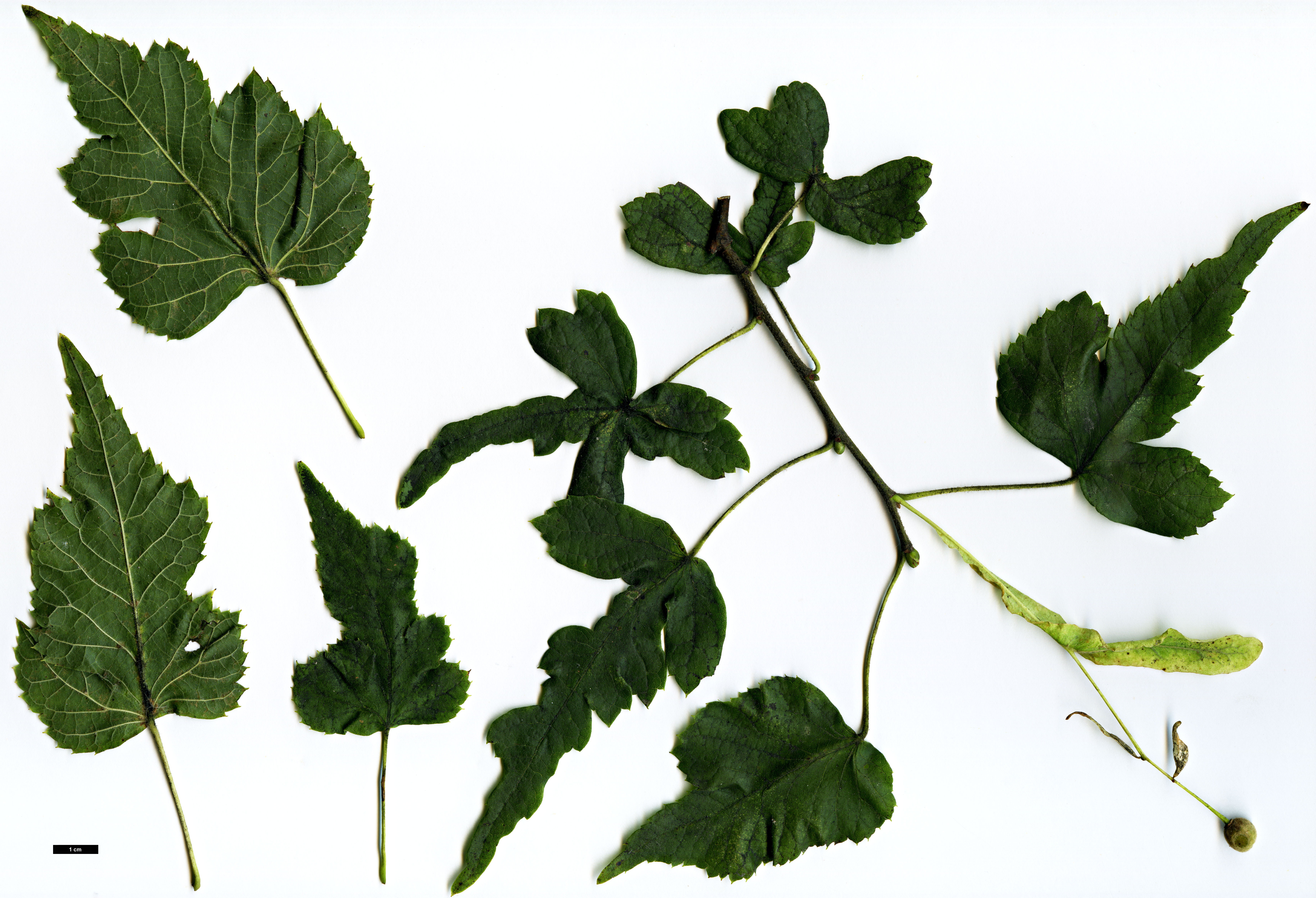 High resolution image: Family: Malvaceae - Genus: Tilia - Taxon: platyphyllos - SpeciesSub: 'Laciniata'