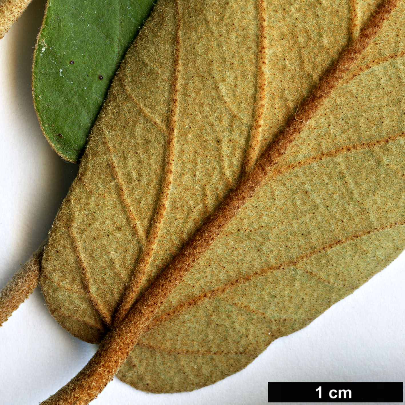 High resolution image: Family: Malvaceae - Genus: Trochetiopsis - Taxon: ebenus High resolution image: Family: Malvaceae - Genus: Trochetiopsis - Taxon: ebenus