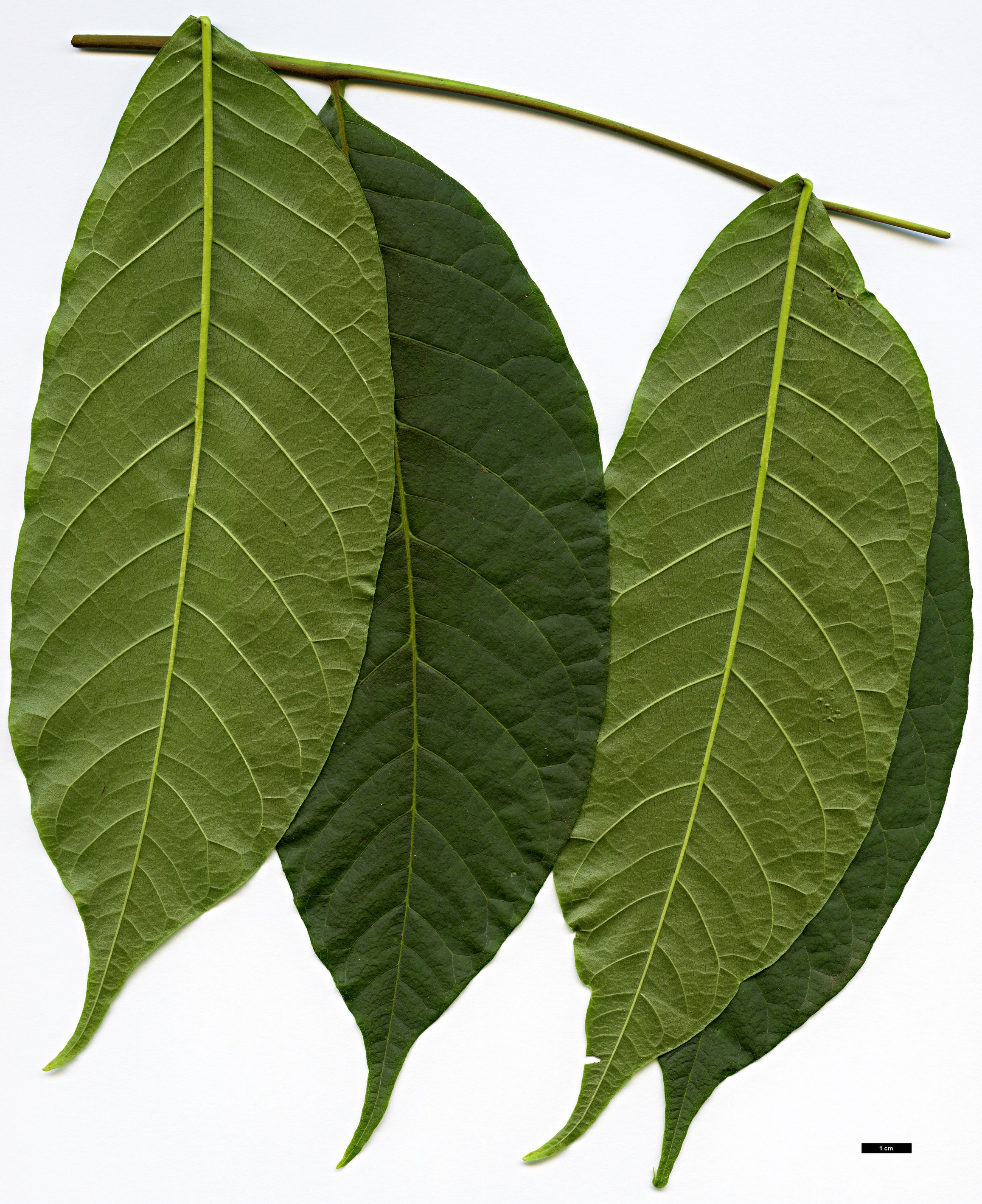 High resolution image: Family: Meliaceae - Genus: Cedrela - Taxon: odorata