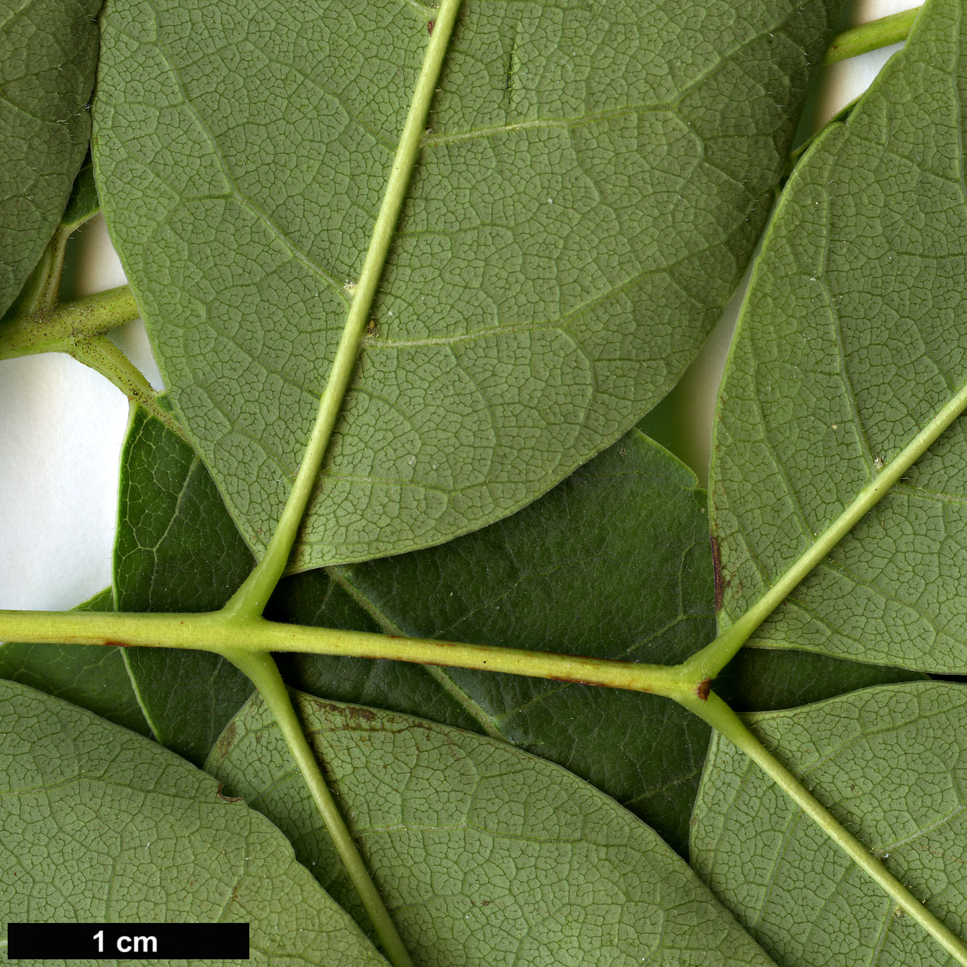 High resolution image: Family: Meliaceae - Genus: Toona - Taxon: sinensis