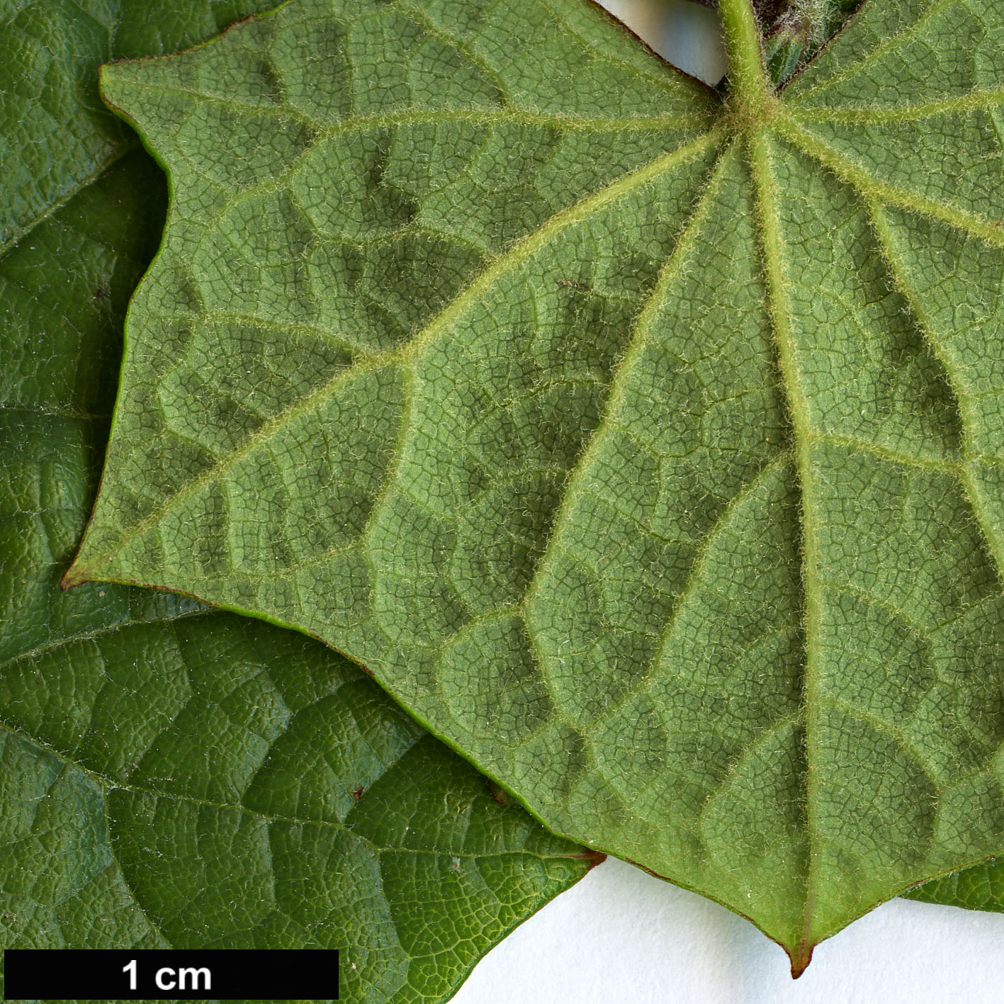High resolution image: Family: Menispermaceae - Genus: Menispermum - Taxon: canadense High resolution image: Family: Menispermaceae - Genus: Menispermum - Taxon: canadense
