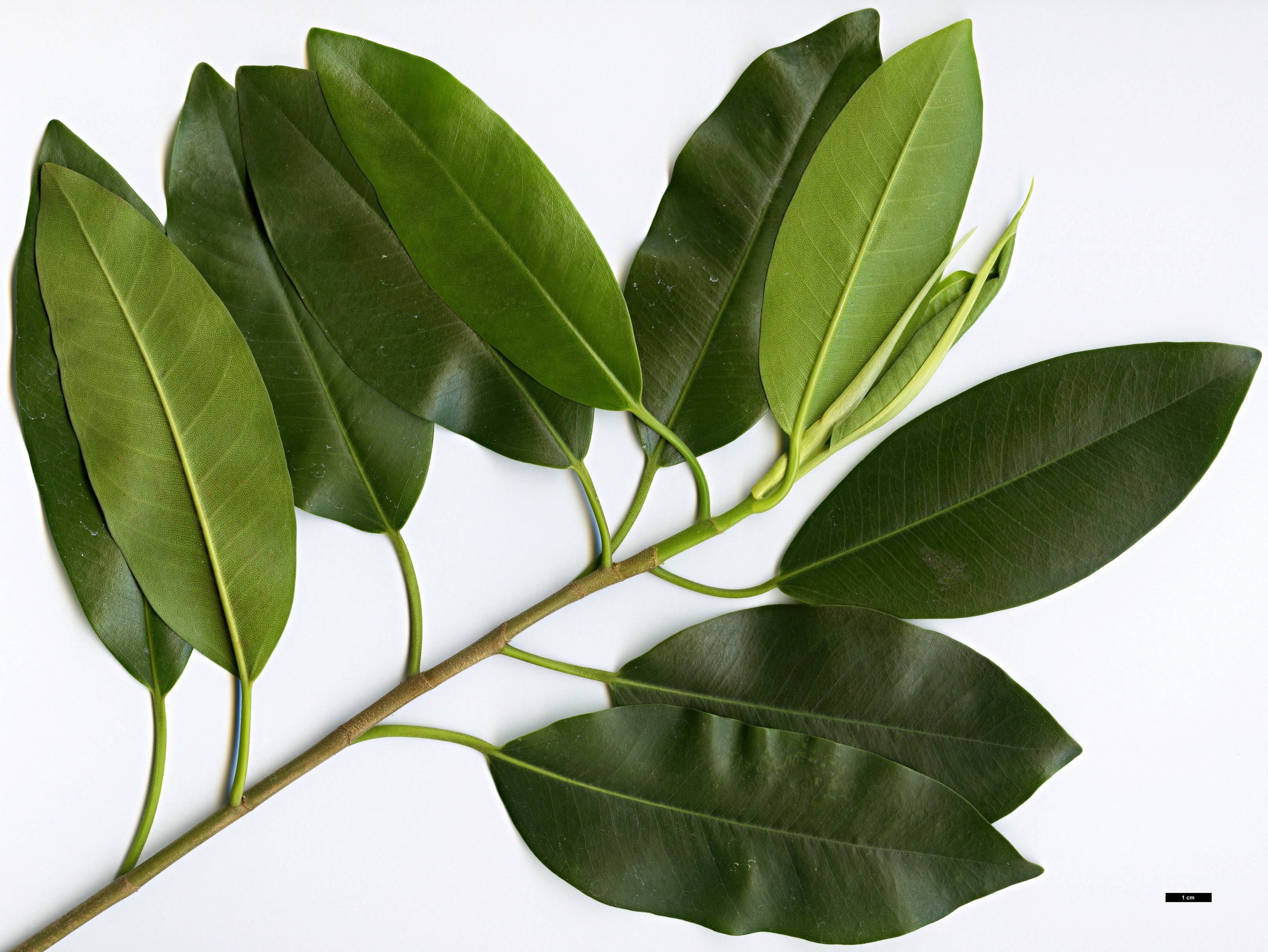 High resolution image: Family: Moraceae - Genus: Ficus - Taxon: platypoda High resolution image: Family: Moraceae - Genus: Ficus - Taxon: platypoda