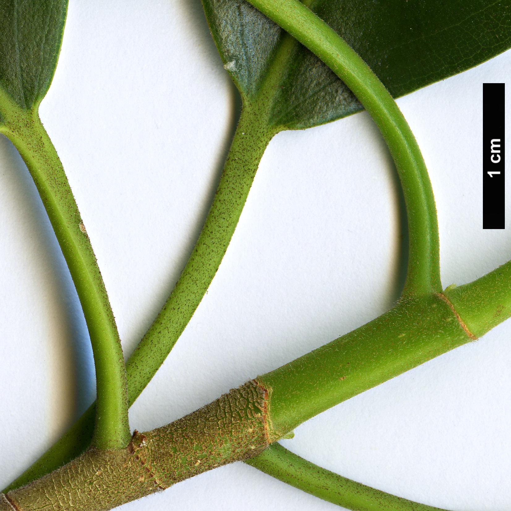 High resolution image: Family: Moraceae - Genus: Ficus - Taxon: platypoda High resolution image: Family: Moraceae - Genus: Ficus - Taxon: platypoda
