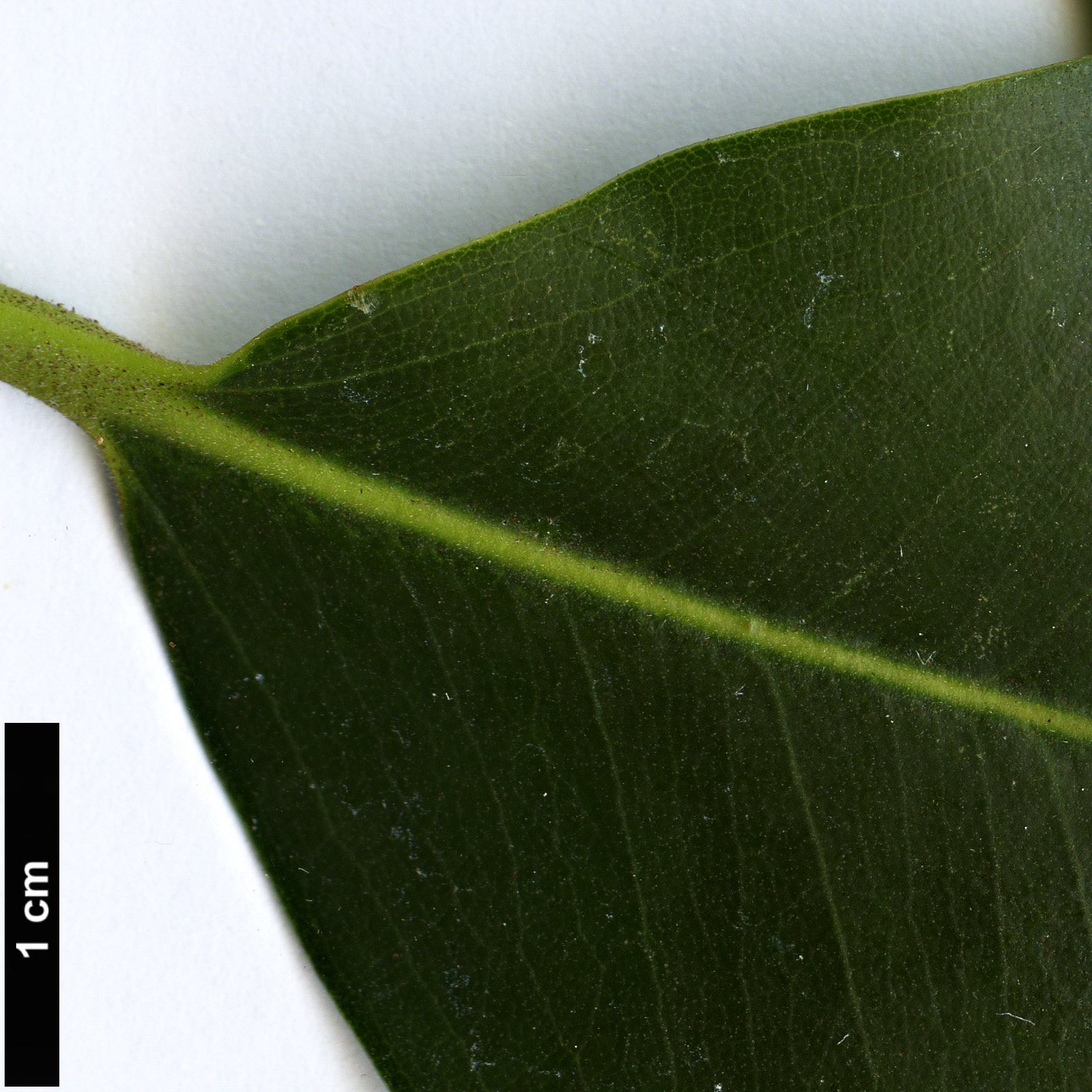 High resolution image: Family: Moraceae - Genus: Ficus - Taxon: platypoda High resolution image: Family: Moraceae - Genus: Ficus - Taxon: platypoda