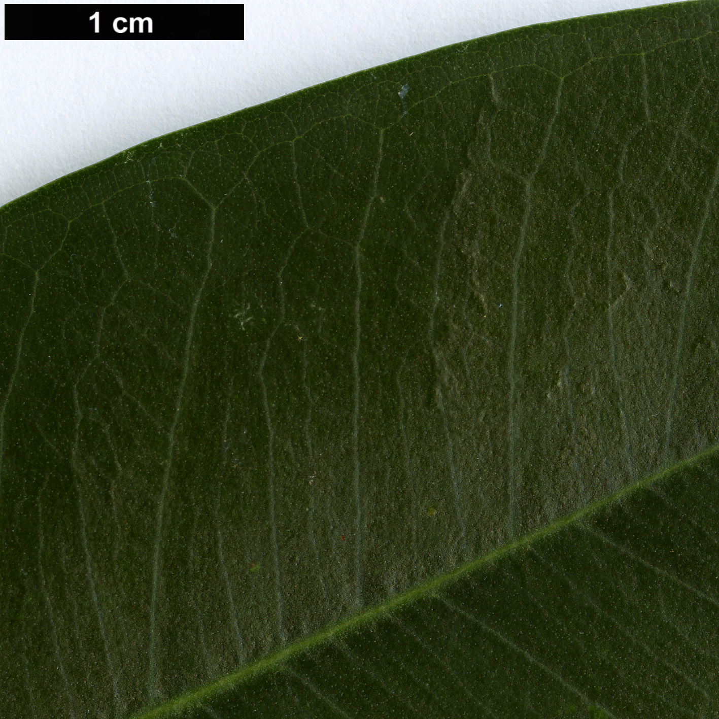 High resolution image: Family: Moraceae - Genus: Ficus - Taxon: platypoda High resolution image: Family: Moraceae - Genus: Ficus - Taxon: platypoda