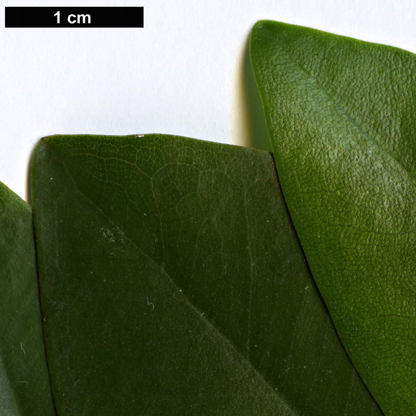 High resolution image: Family: Moraceae - Genus: Ficus - Taxon: platypoda High resolution image: Family: Moraceae - Genus: Ficus - Taxon: platypoda