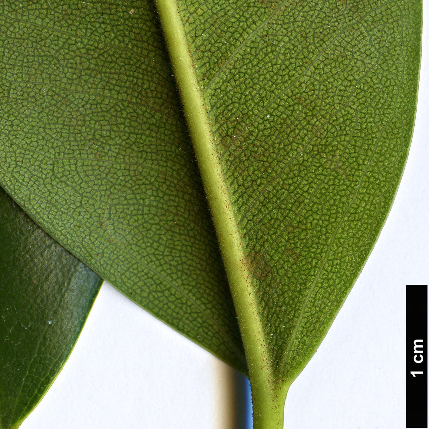 High resolution image: Family: Moraceae - Genus: Ficus - Taxon: platypoda High resolution image: Family: Moraceae - Genus: Ficus - Taxon: platypoda