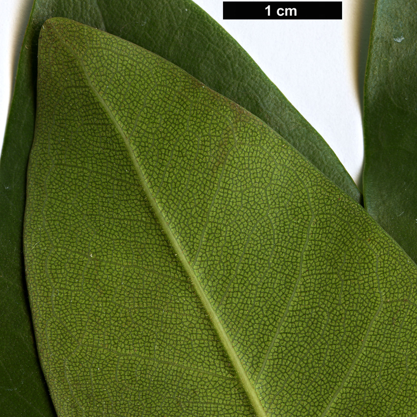 High resolution image: Family: Moraceae - Genus: Ficus - Taxon: platypoda High resolution image: Family: Moraceae - Genus: Ficus - Taxon: platypoda