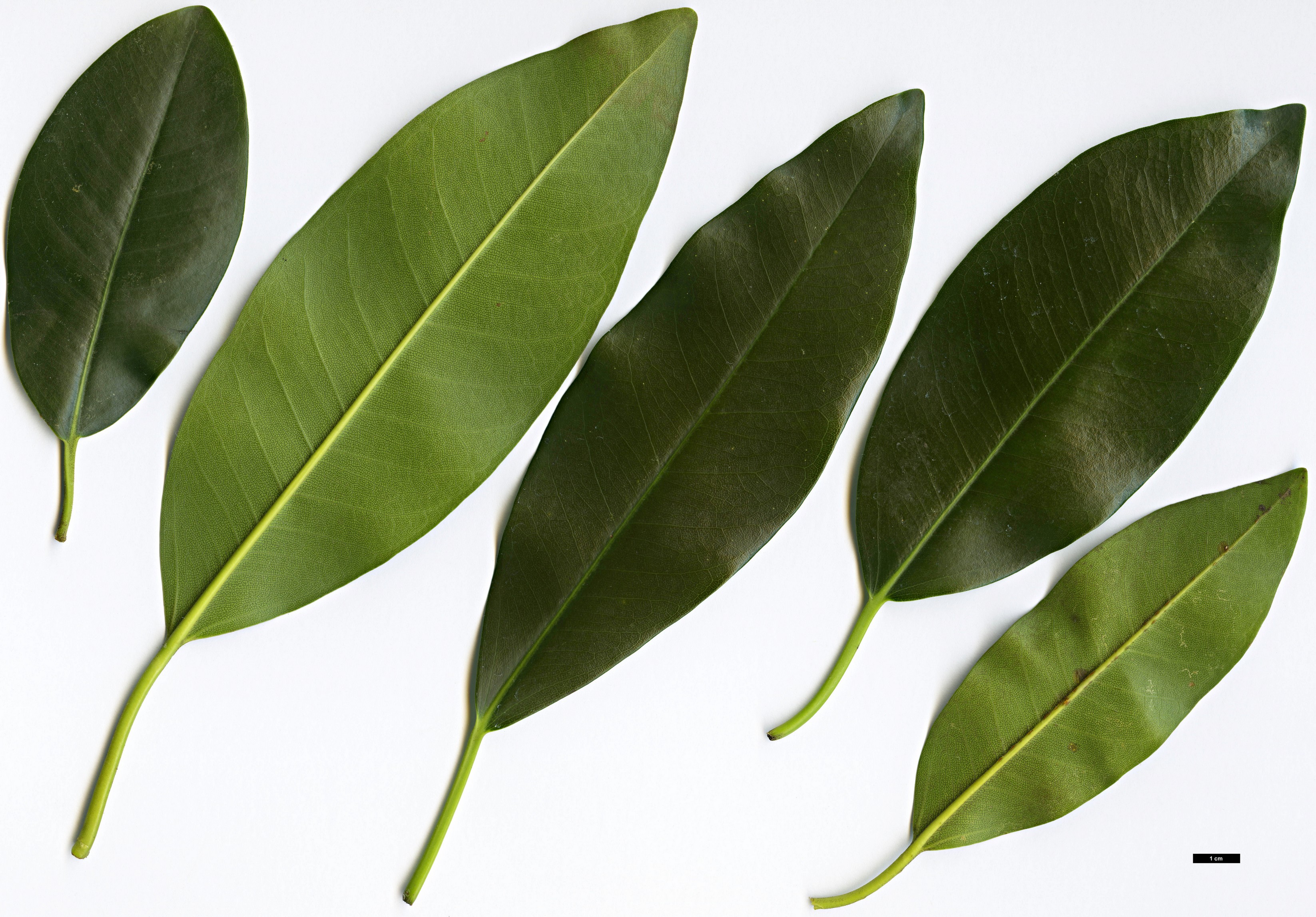 High resolution image: Family: Moraceae - Genus: Ficus - Taxon: platypoda High resolution image: Family: Moraceae - Genus: Ficus - Taxon: platypoda