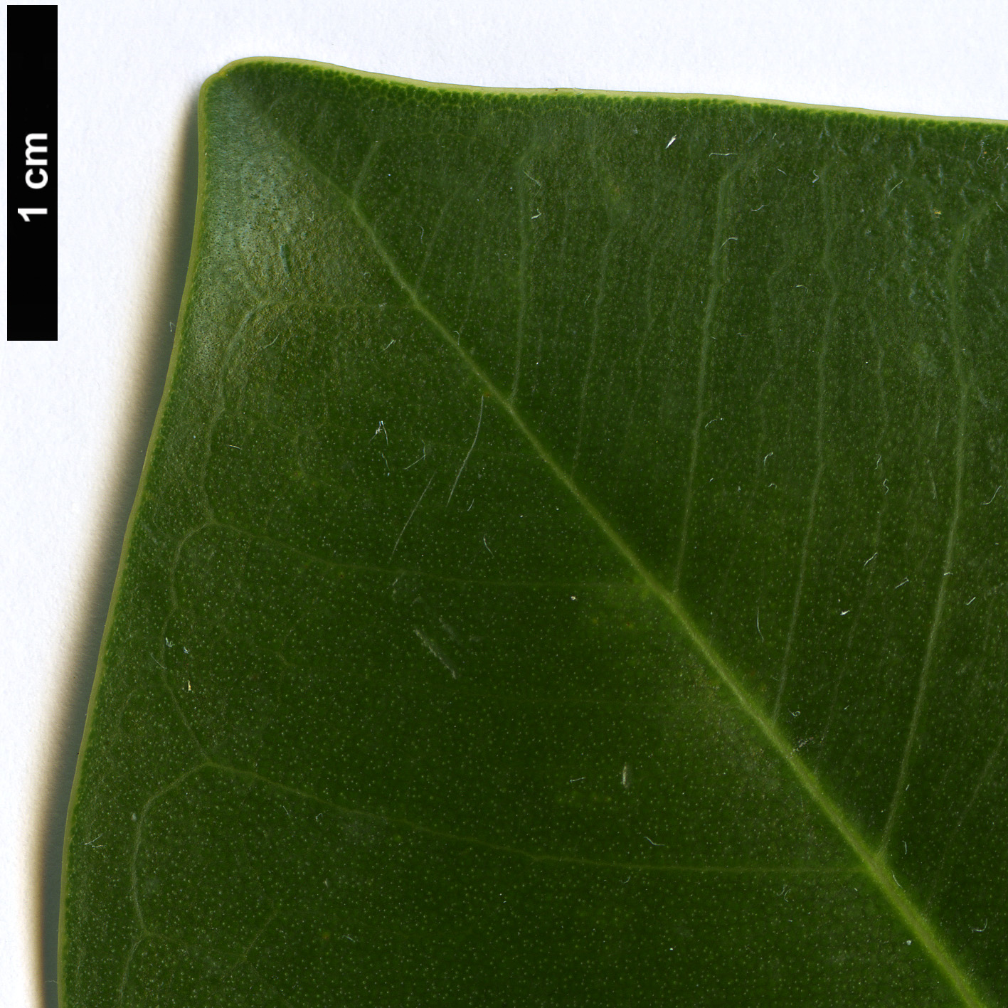 High resolution image: Family: Moraceae - Genus: Ficus - Taxon: rubiginosa