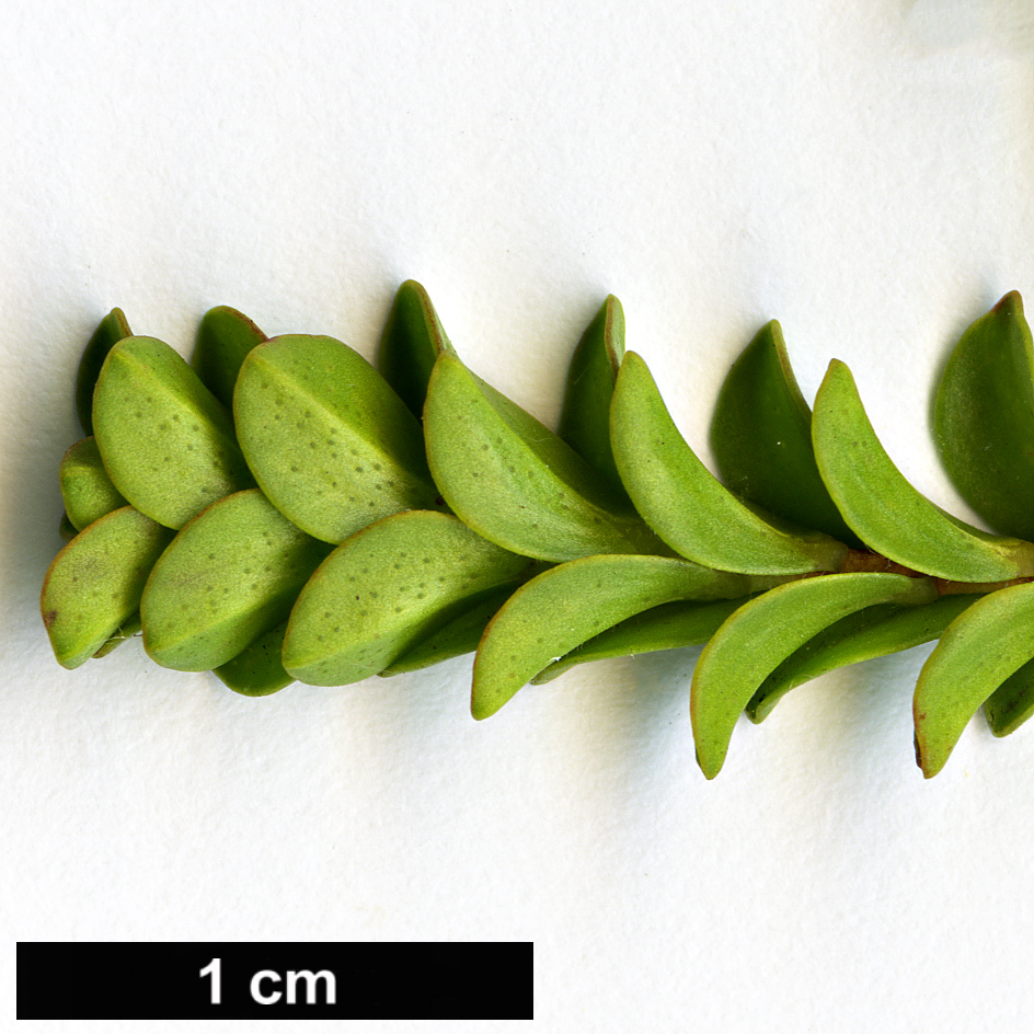 High resolution image: Family: Myrtaceae - Genus: Beaufortia - Taxon: aestiva