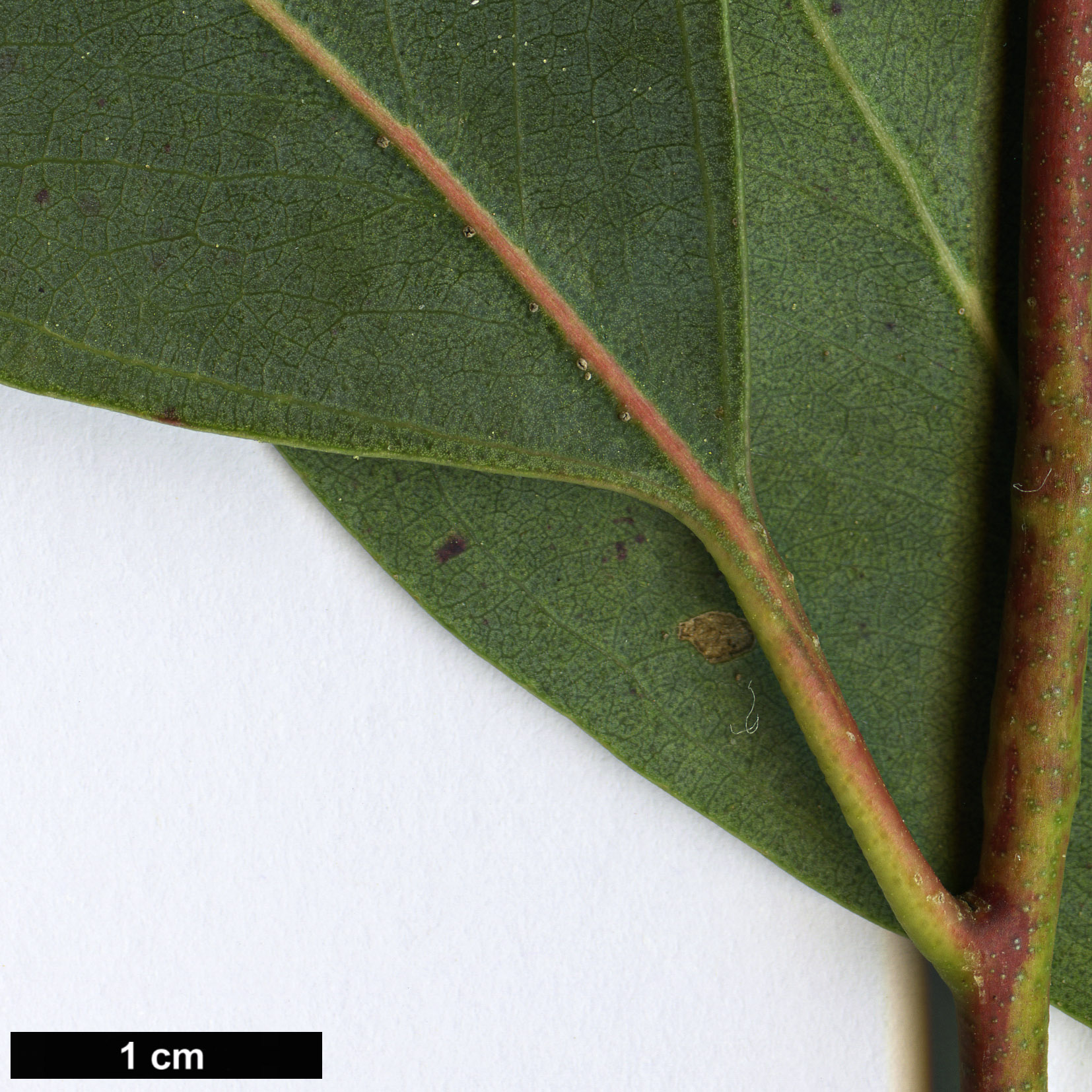 High resolution image: Family: Myrtaceae - Genus: Eucalyptus - Taxon: camphora