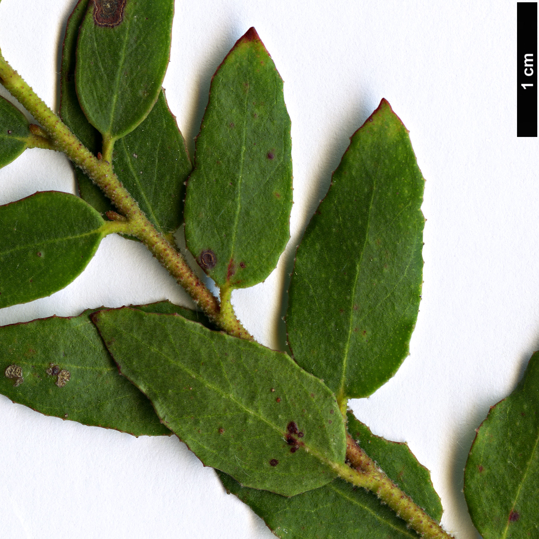 High resolution image: Family: Myrtaceae - Genus: Eucalyptus - Taxon: ligustrina