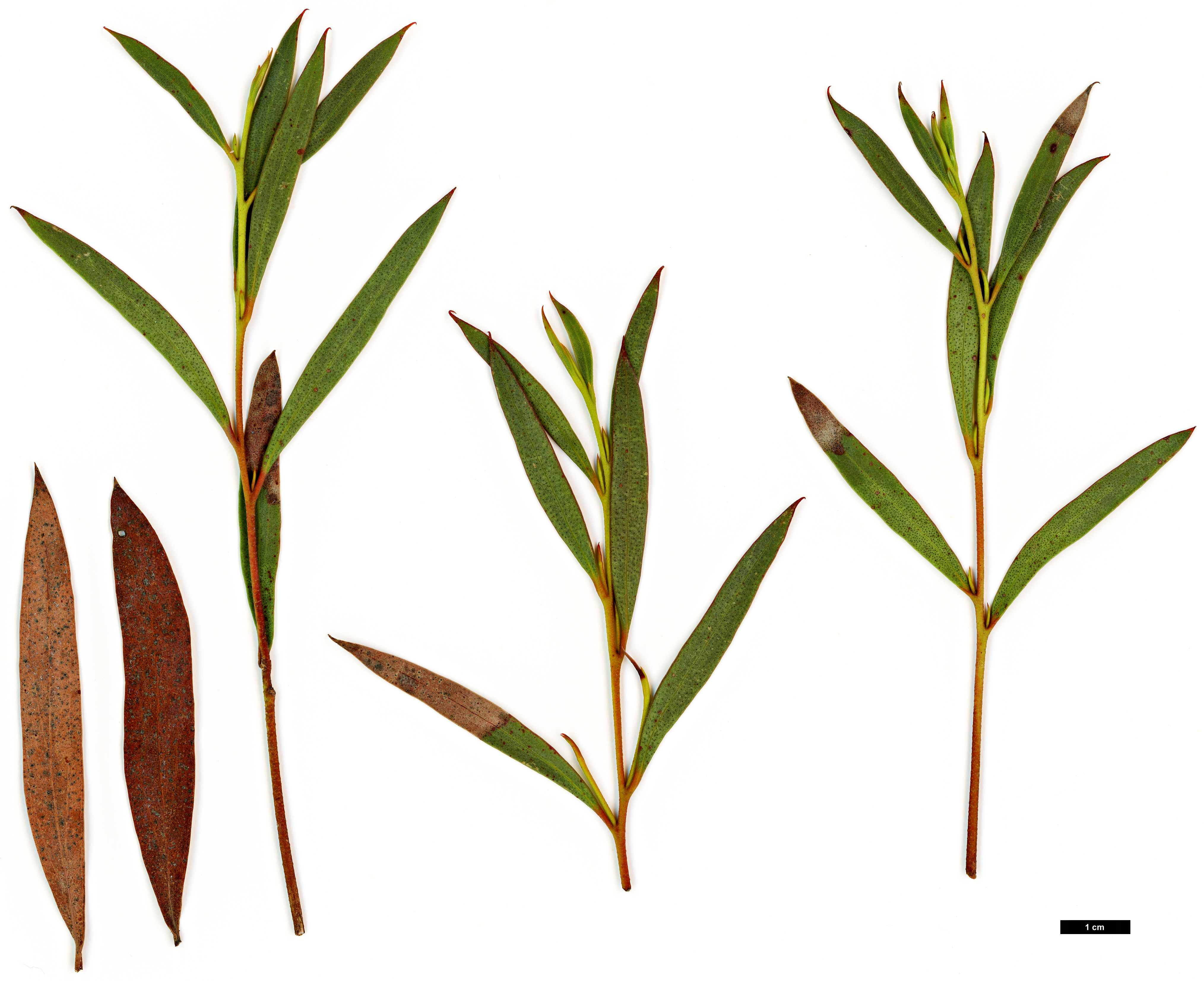High resolution image: Family: Myrtaceae - Genus: Eucalyptus - Taxon: moorei High resolution image: Family: Myrtaceae - Genus: Eucalyptus - Taxon: moorei