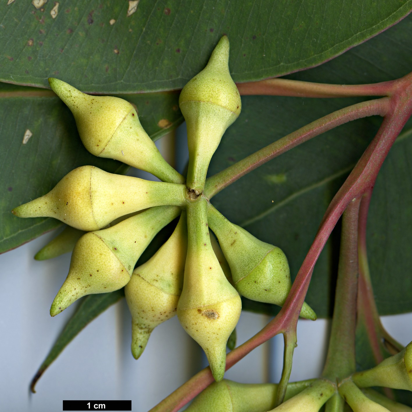 High resolution image: Family: Myrtaceae - Genus: Eucalyptus - Taxon: robusta