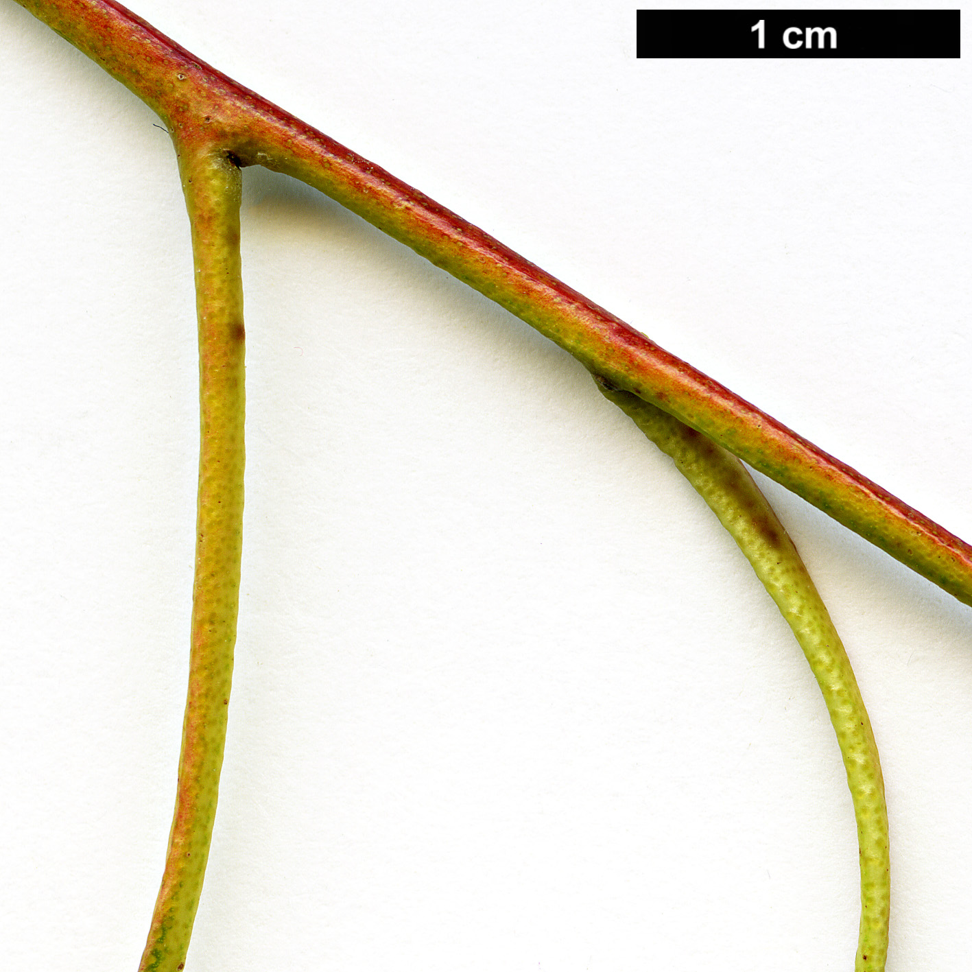 High resolution image: Family: Myrtaceae - Genus: Eucalyptus - Taxon: viminalis High resolution image: Family: Myrtaceae - Genus: Eucalyptus - Taxon: viminalis