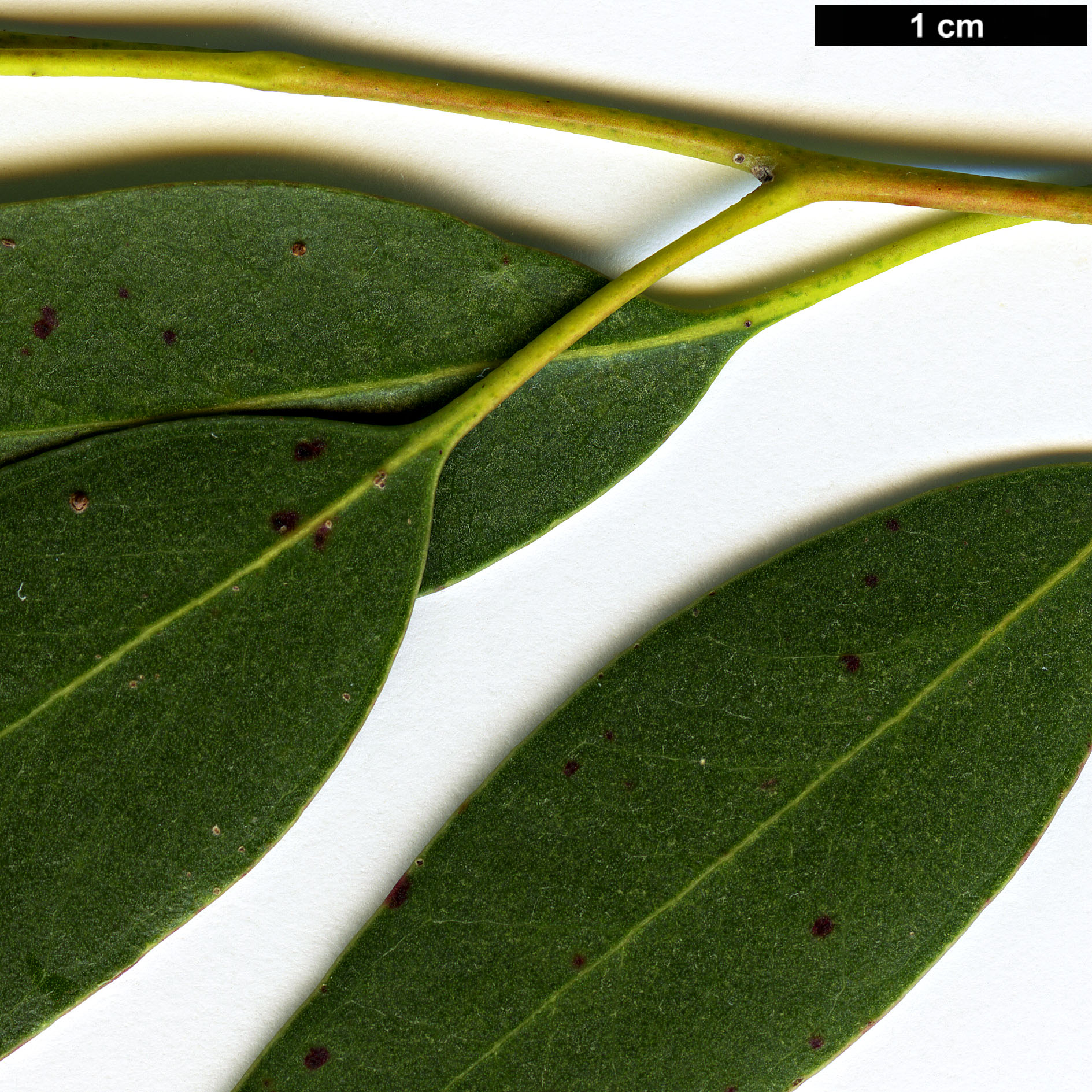 High resolution image: Family: Myrtaceae - Genus: Eucalyptus - Taxon: viminalis High resolution image: Family: Myrtaceae - Genus: Eucalyptus - Taxon: viminalis