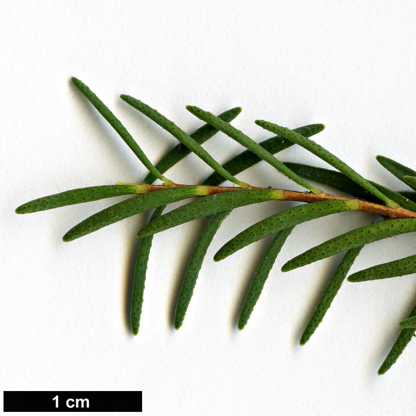 High resolution image: Family: Myrtaceae - Genus: Melaleuca - Taxon: decussata High resolution image: Family: Myrtaceae - Genus: Melaleuca - Taxon: decussata