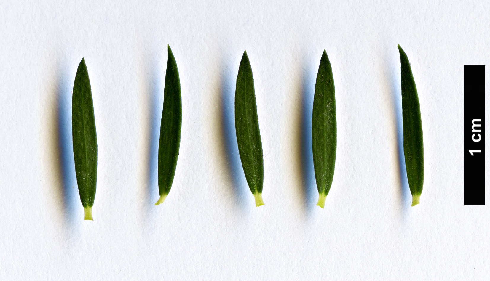 High resolution image: Family: Myrtaceae - Genus: Melaleuca - Taxon: ericifolia