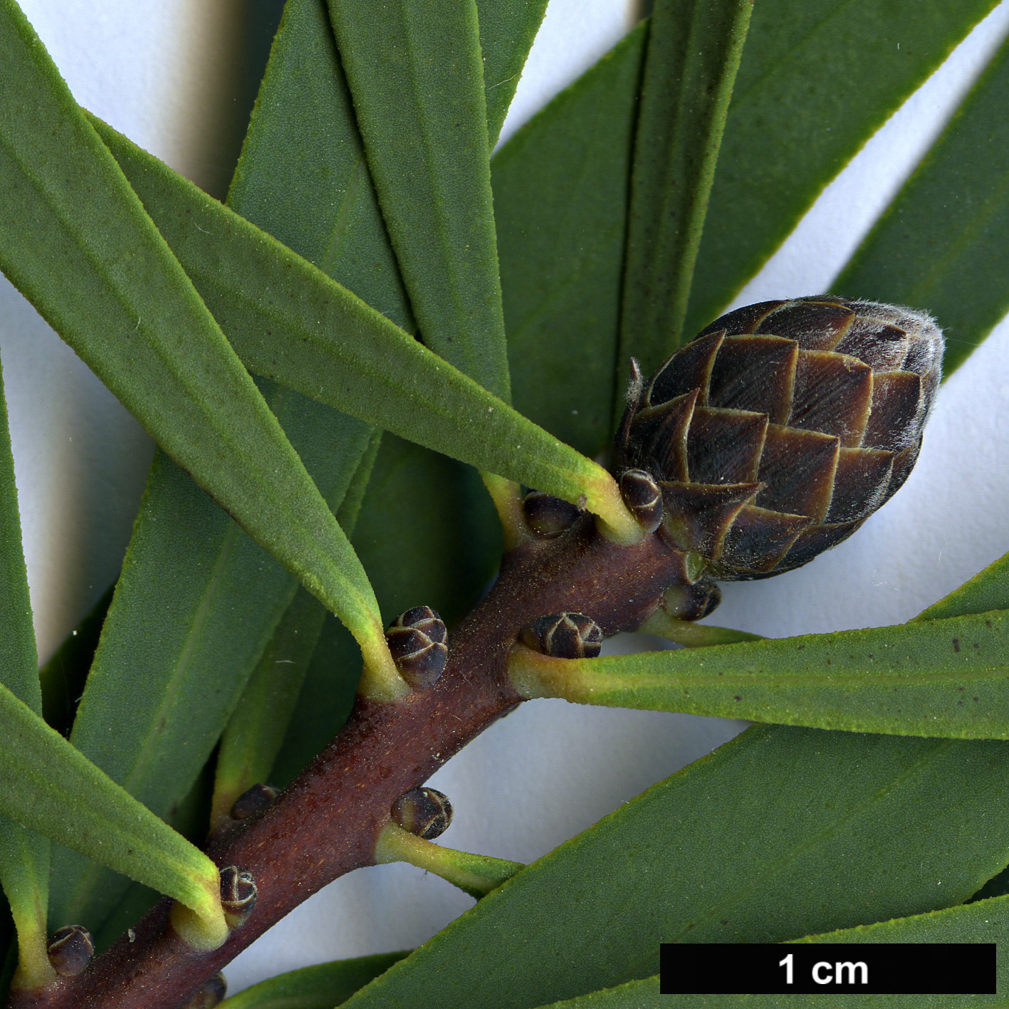 High resolution image: Family: Myrtaceae - Genus: Melaleuca - Taxon: glauca High resolution image: Family: Myrtaceae - Genus: Melaleuca - Taxon: glauca