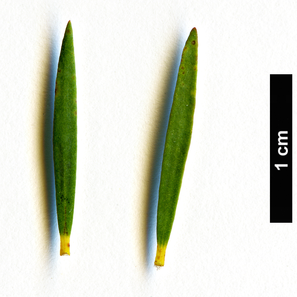 High resolution image: Family: Myrtaceae - Genus: Melaleuca - Taxon: lateritia High resolution image: Family: Myrtaceae - Genus: Melaleuca - Taxon: lateritia