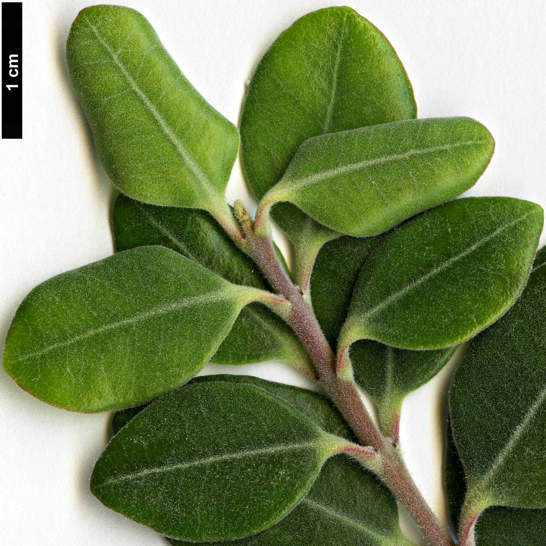 High resolution image: Family: Myrtaceae - Genus: Metrosideros - Taxon: kermadecensis