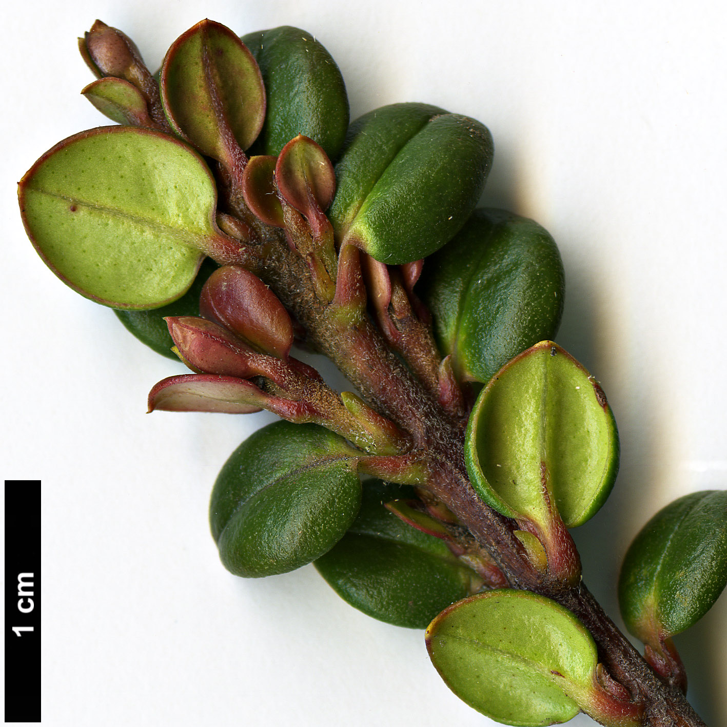 High resolution image: Family: Myrtaceae - Genus: Ugni - Taxon: molinae