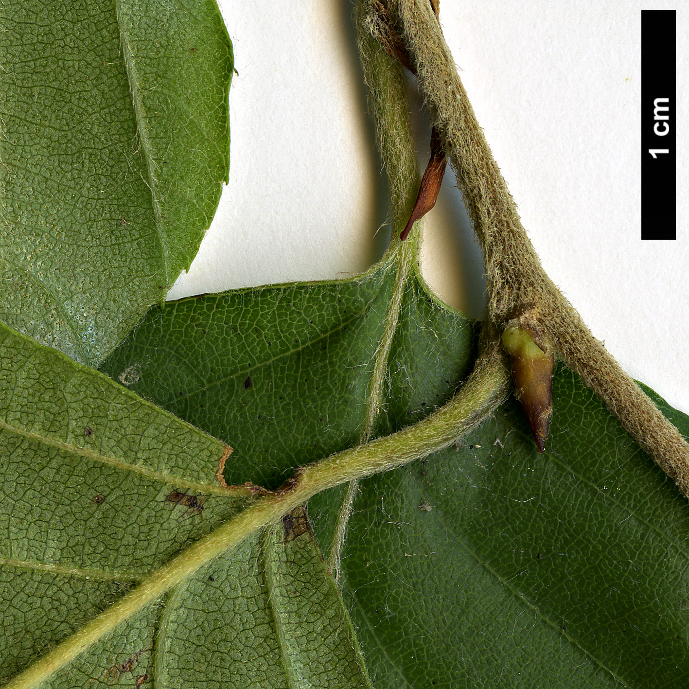 High resolution image: Family: Nothofagaceae - Genus: Nothofagus - Taxon: alessandrii