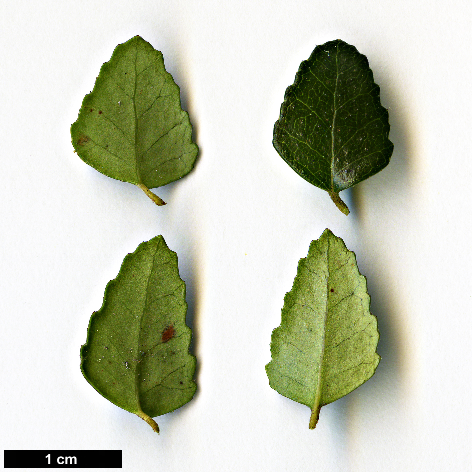 High resolution image: Family: Nothofagaceae - Genus: Nothofagus - Taxon: cunninghamii High resolution image: Family: Nothofagaceae - Genus: Nothofagus - Taxon: cunninghamii