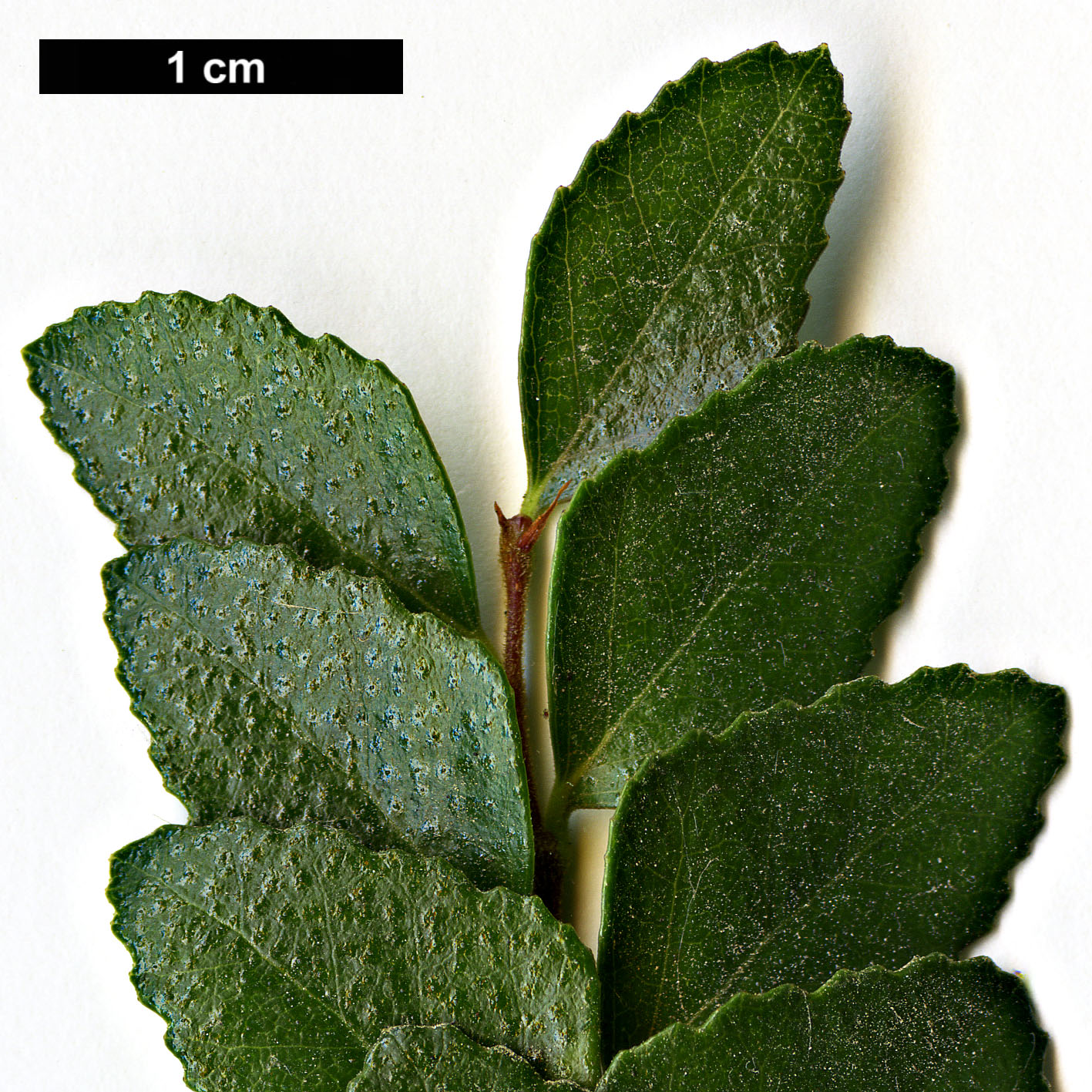 High resolution image: Family: Nothofagaceae - Genus: Nothofagus - Taxon: cunninghamii High resolution image: Family: Nothofagaceae - Genus: Nothofagus - Taxon: cunninghamii