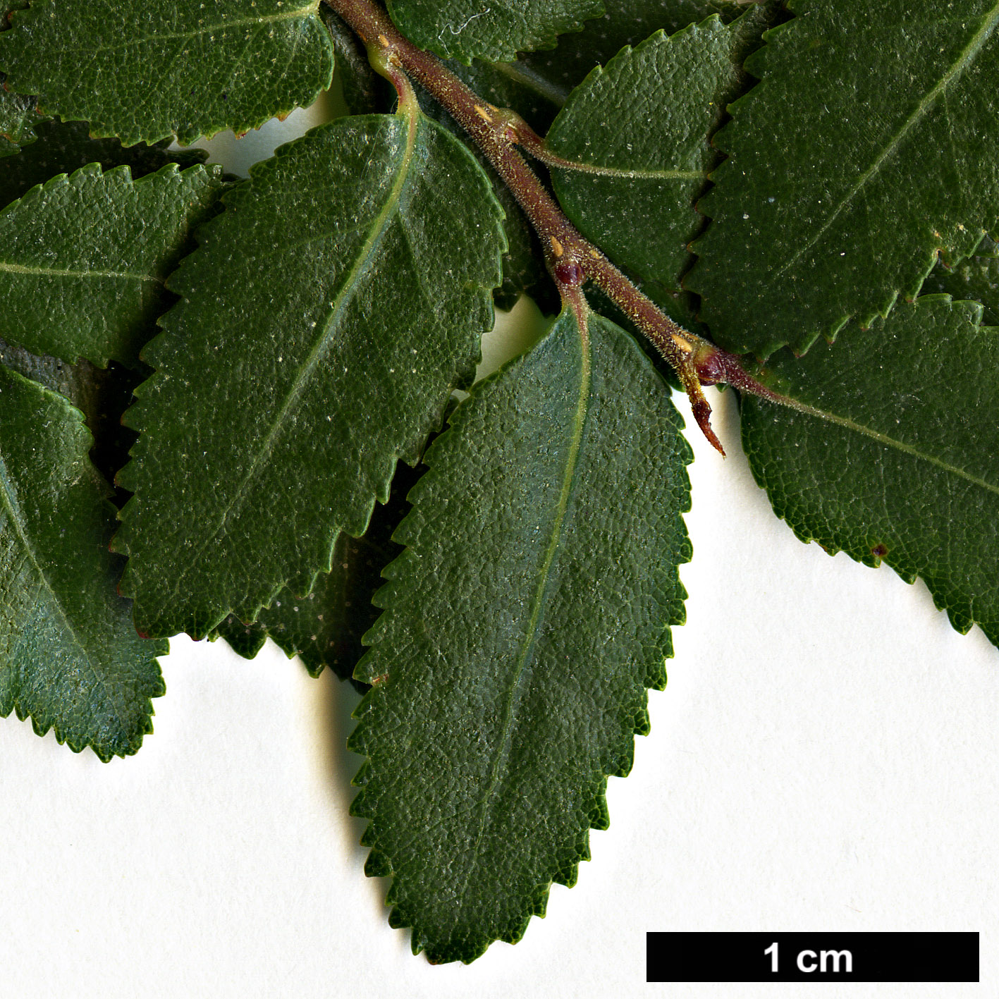 High resolution image: Family: Nothofagaceae - Genus: Nothofagus - Taxon: dombeyi