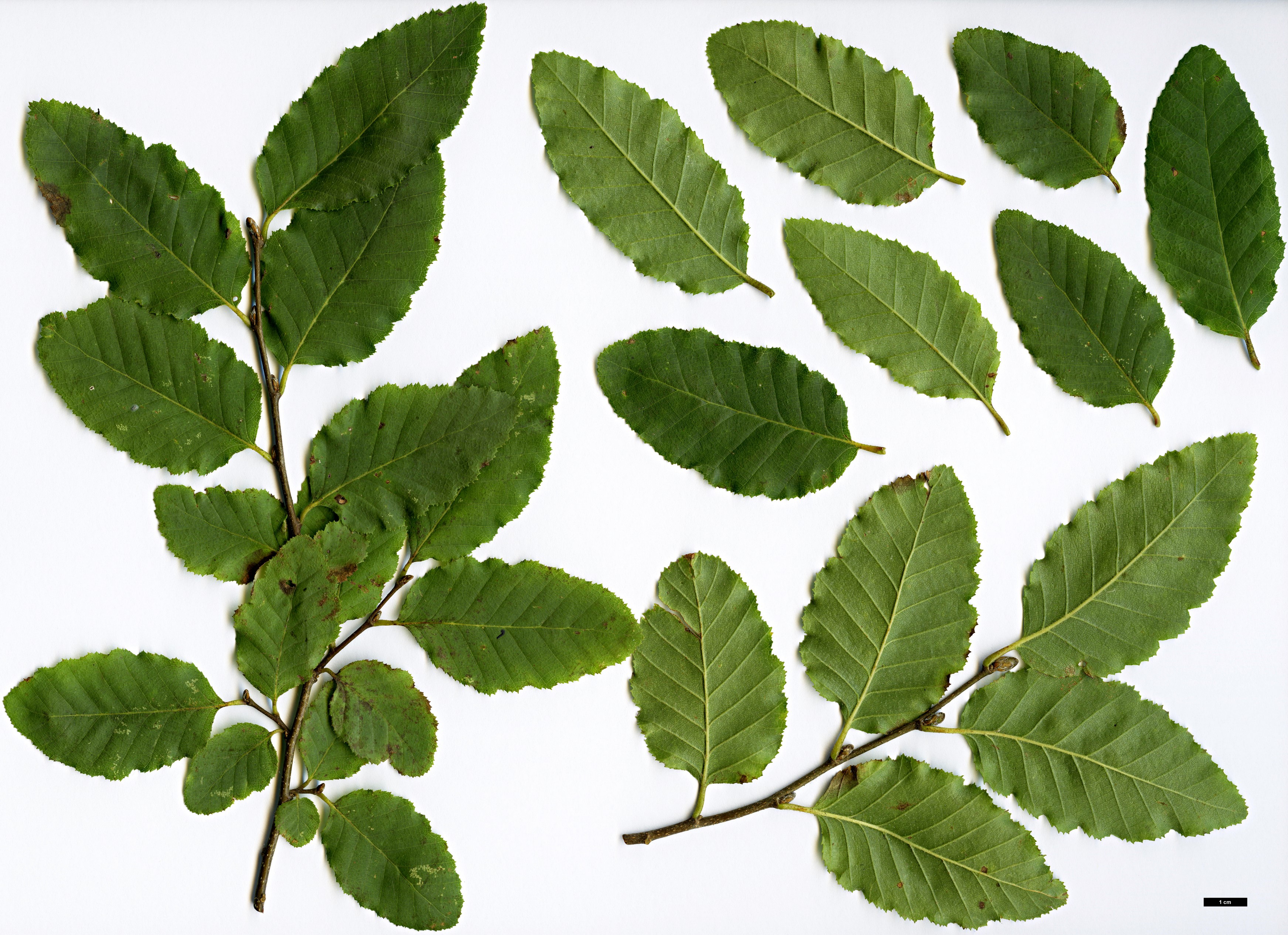 High resolution image: Family: Nothofagaceae - Genus: Nothofagus - Taxon: macrocarpa High resolution image: Family: Nothofagaceae - Genus: Nothofagus - Taxon: macrocarpa