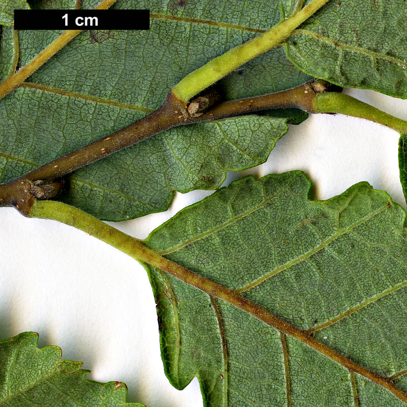 High resolution image: Family: Nothofagaceae - Genus: Nothofagus - Taxon: obliqua High resolution image: Family: Nothofagaceae - Genus: Nothofagus - Taxon: obliqua