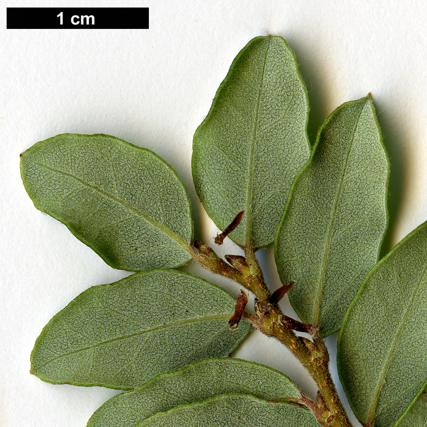 High resolution image: Family: Nothofagaceae - Genus: Nothofagus - Taxon: solanderi High resolution image: Family: Nothofagaceae - Genus: Nothofagus - Taxon: solanderi