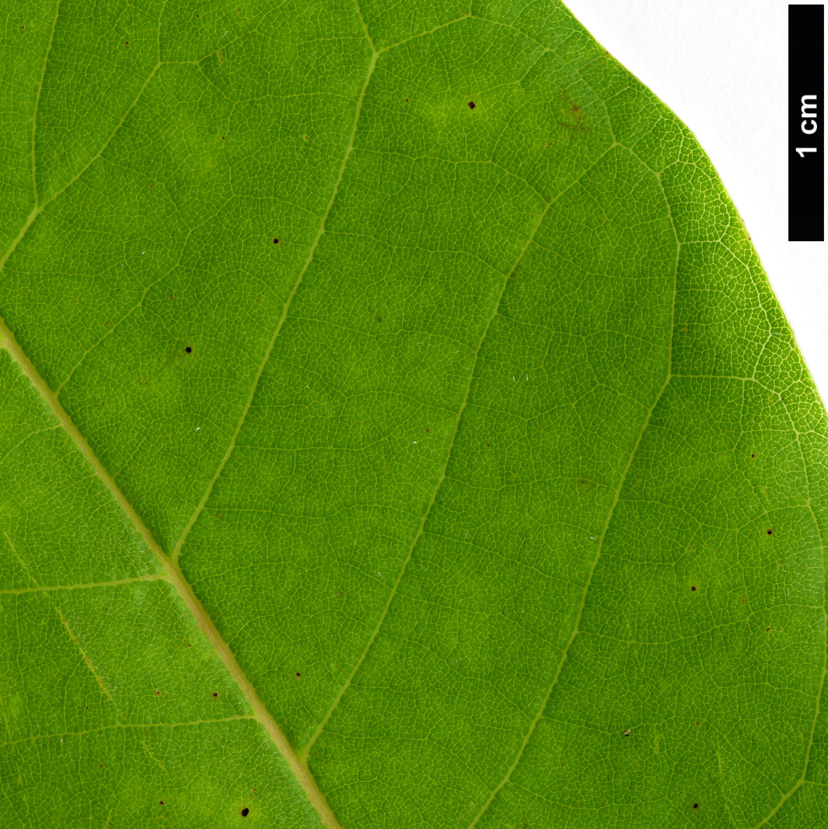 High resolution image: Family: Nyssaceae - Genus: Nyssa - Taxon: aquatica High resolution image: Family: Nyssaceae - Genus: Nyssa - Taxon: aquatica