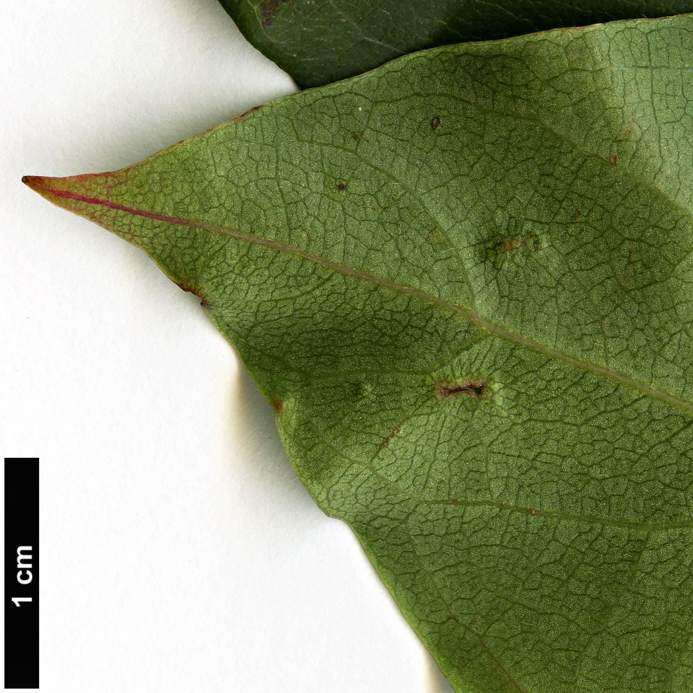 High resolution image: Family: Nyssaceae - Genus: Nyssa - Taxon: sinensis