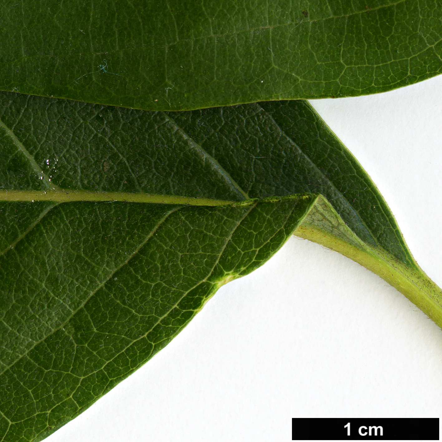 High resolution image: Family: Nyssaceae - Genus: Nyssa - Taxon: sylvatica High resolution image: Family: Nyssaceae - Genus: Nyssa - Taxon: sylvatica