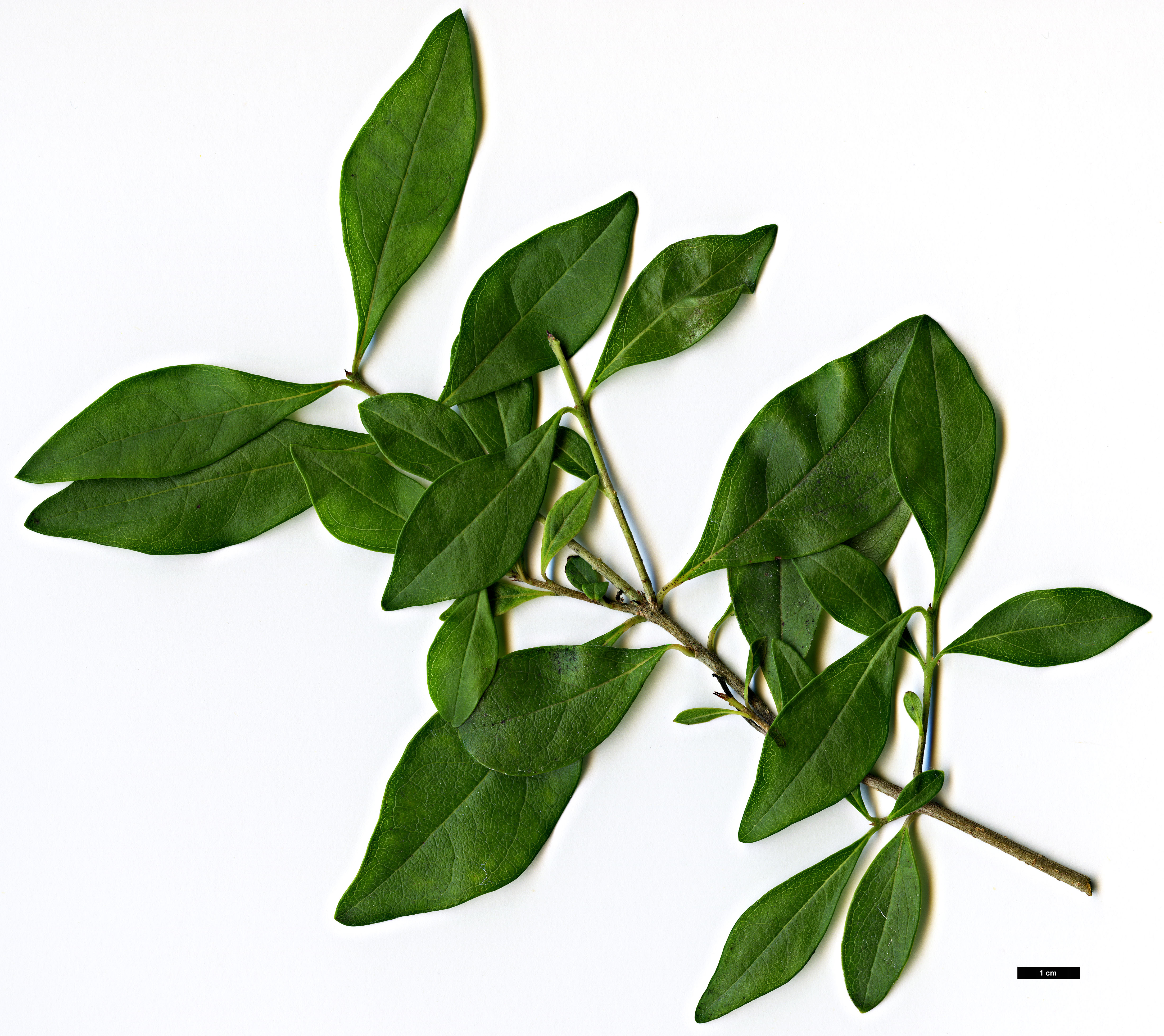 High resolution image: Family: Oleaceae - Genus: Forestiera - Taxon: segregata